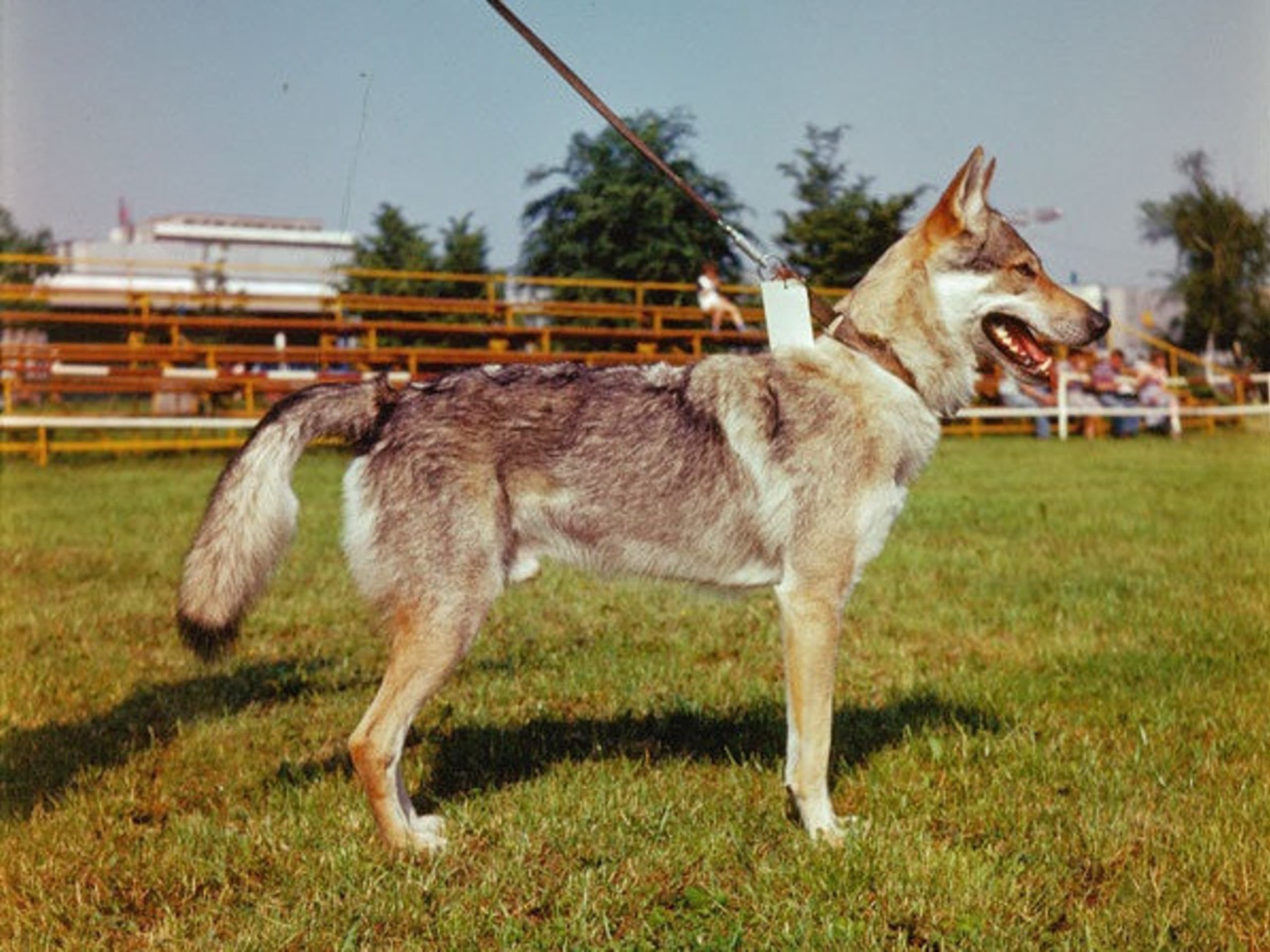 Czechoslovakian Wolfdog