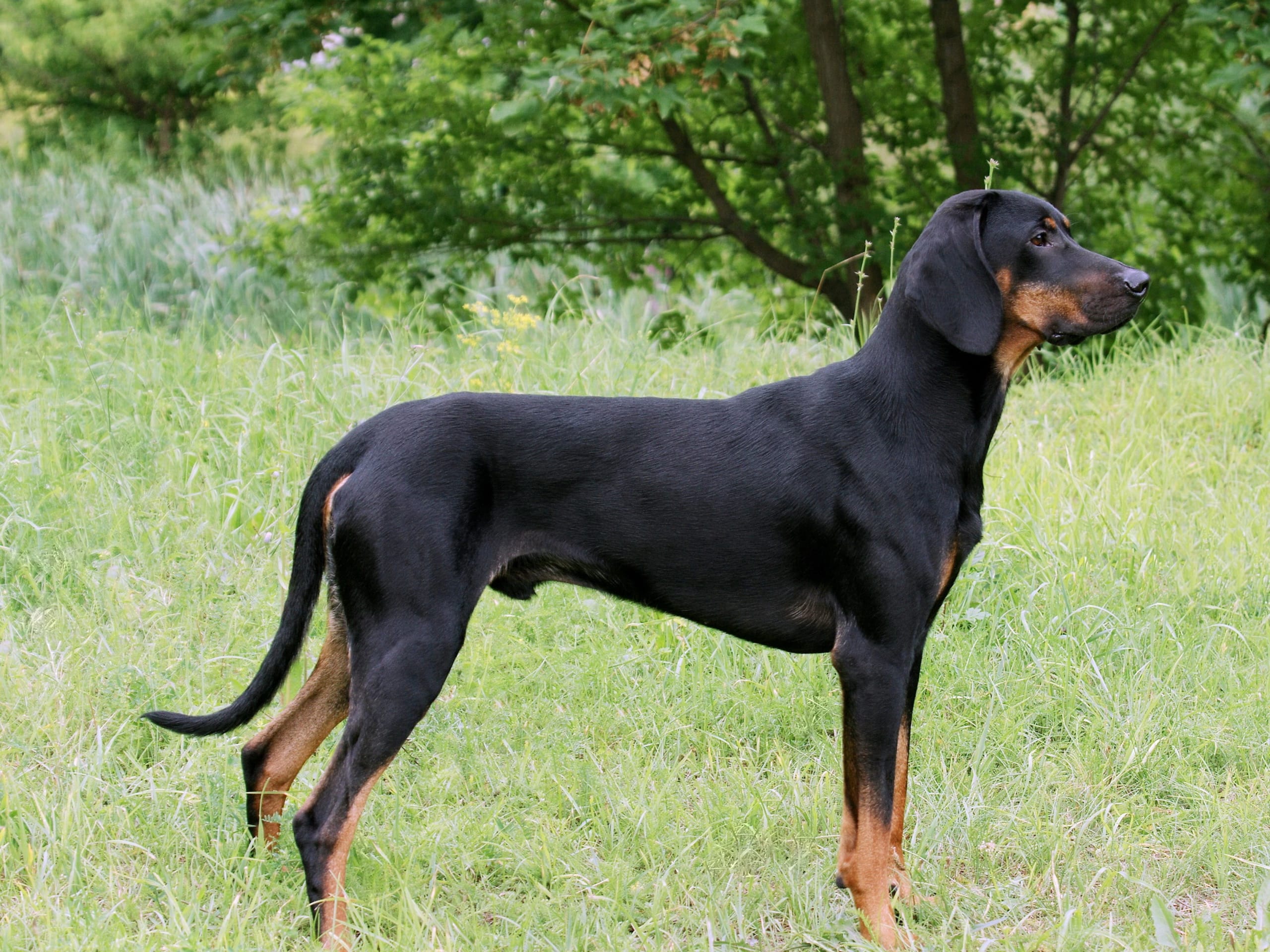 Polish Hunting Dog