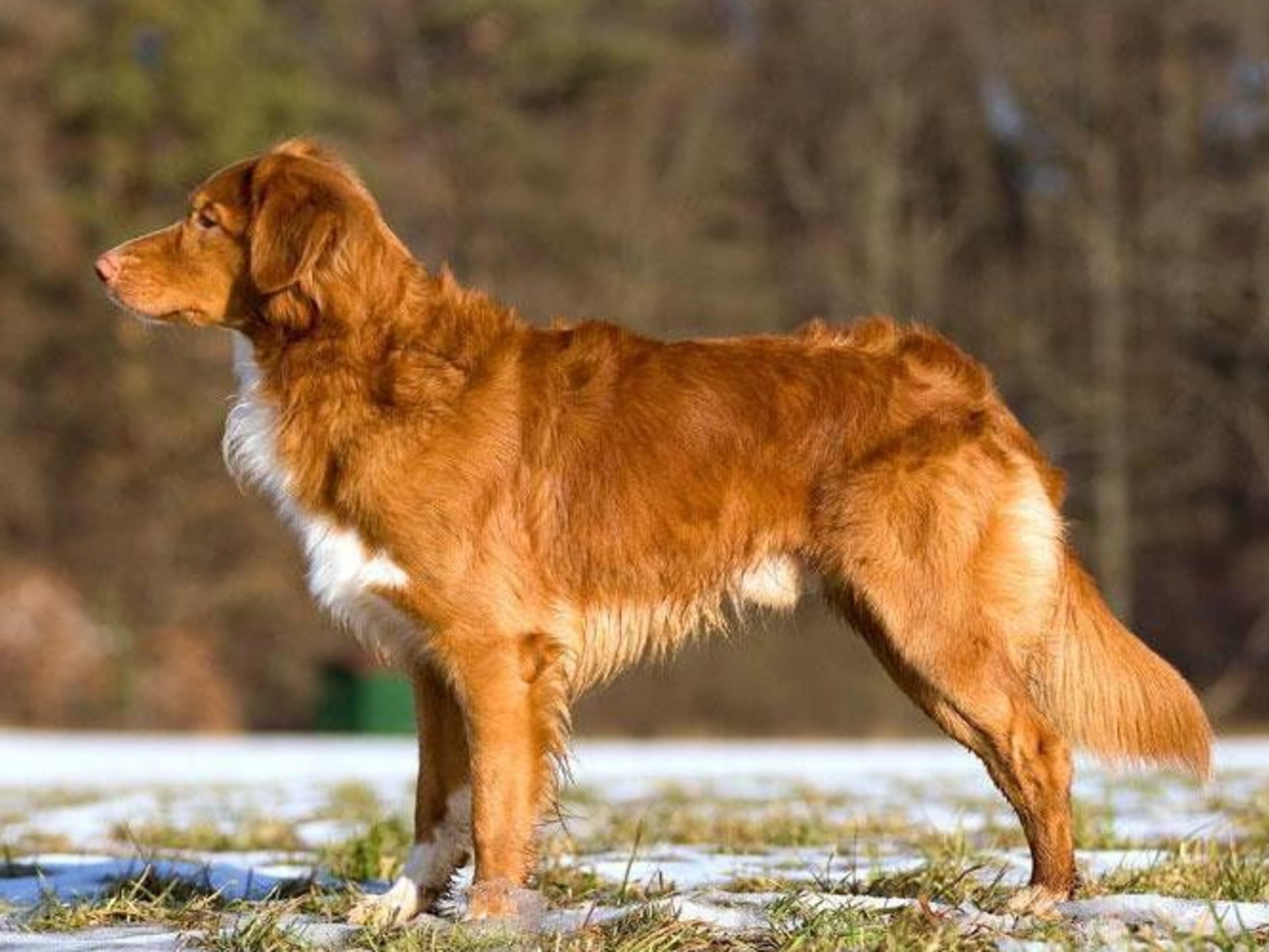 Nova Scotia Duck Tolling Retriever