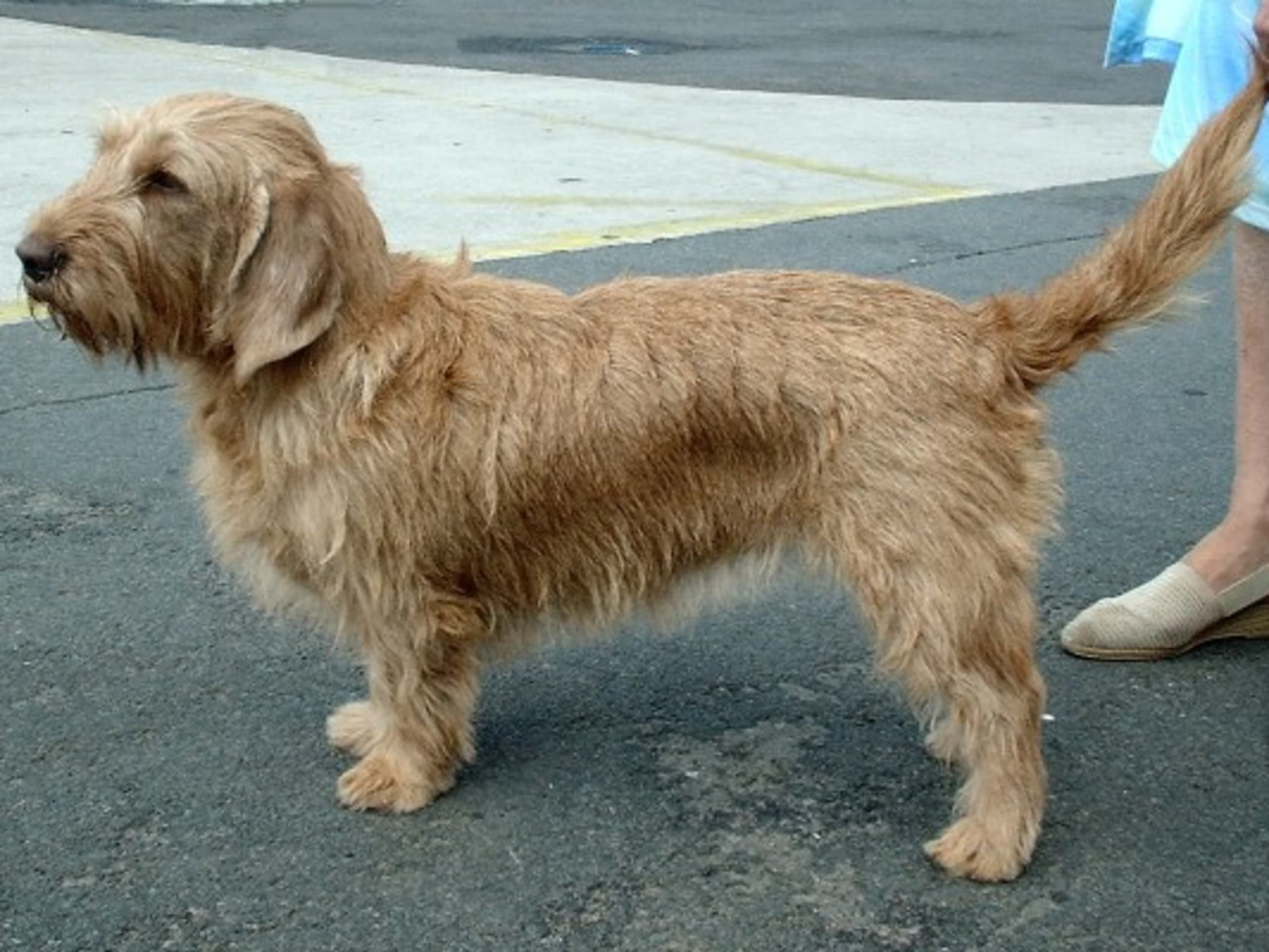 Basset Fauve de Bretagne
