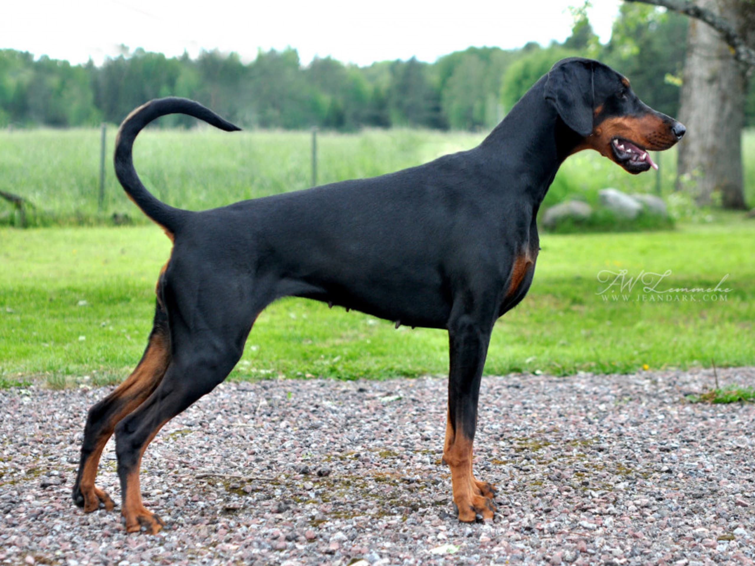 Dobermann