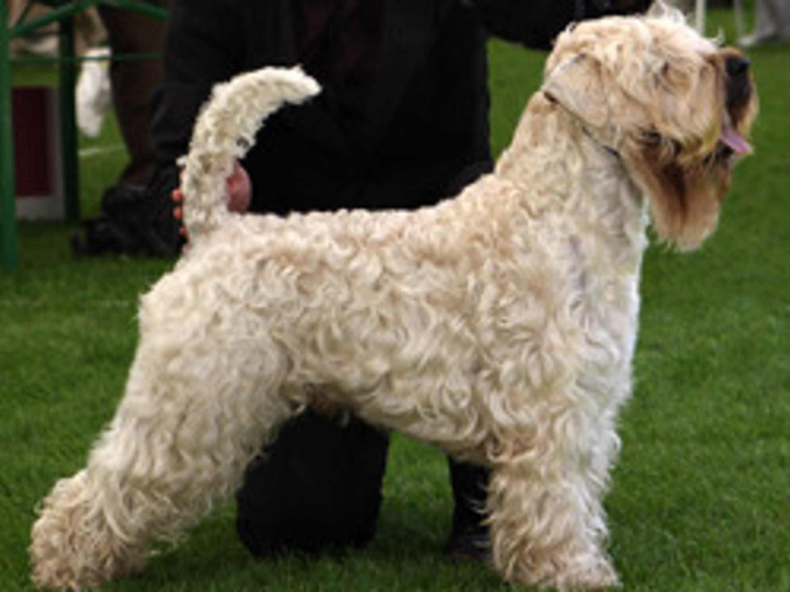 Irish Soft Coated Wheaten Terrier