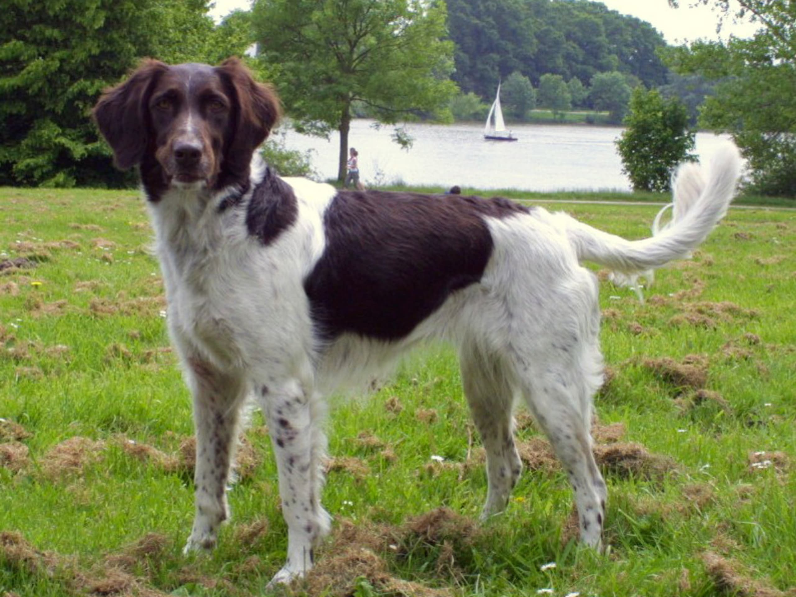Kleine Münsterländer