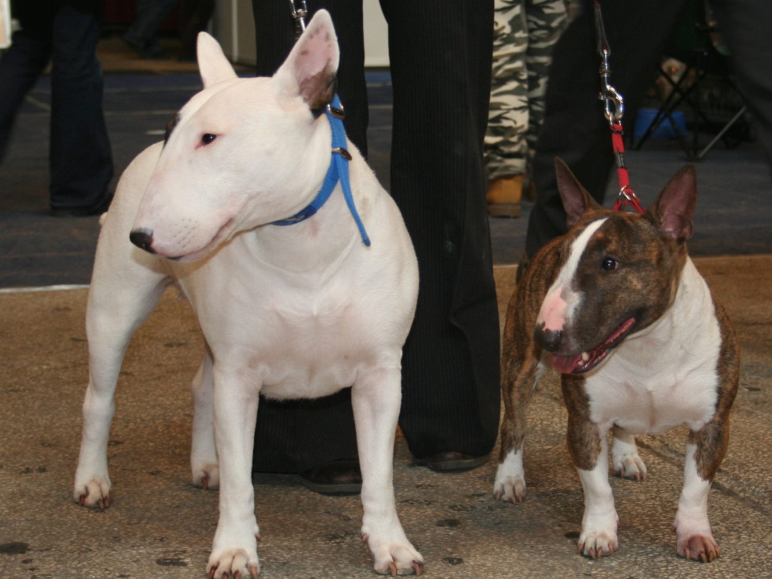 Miniature Bull Terrier