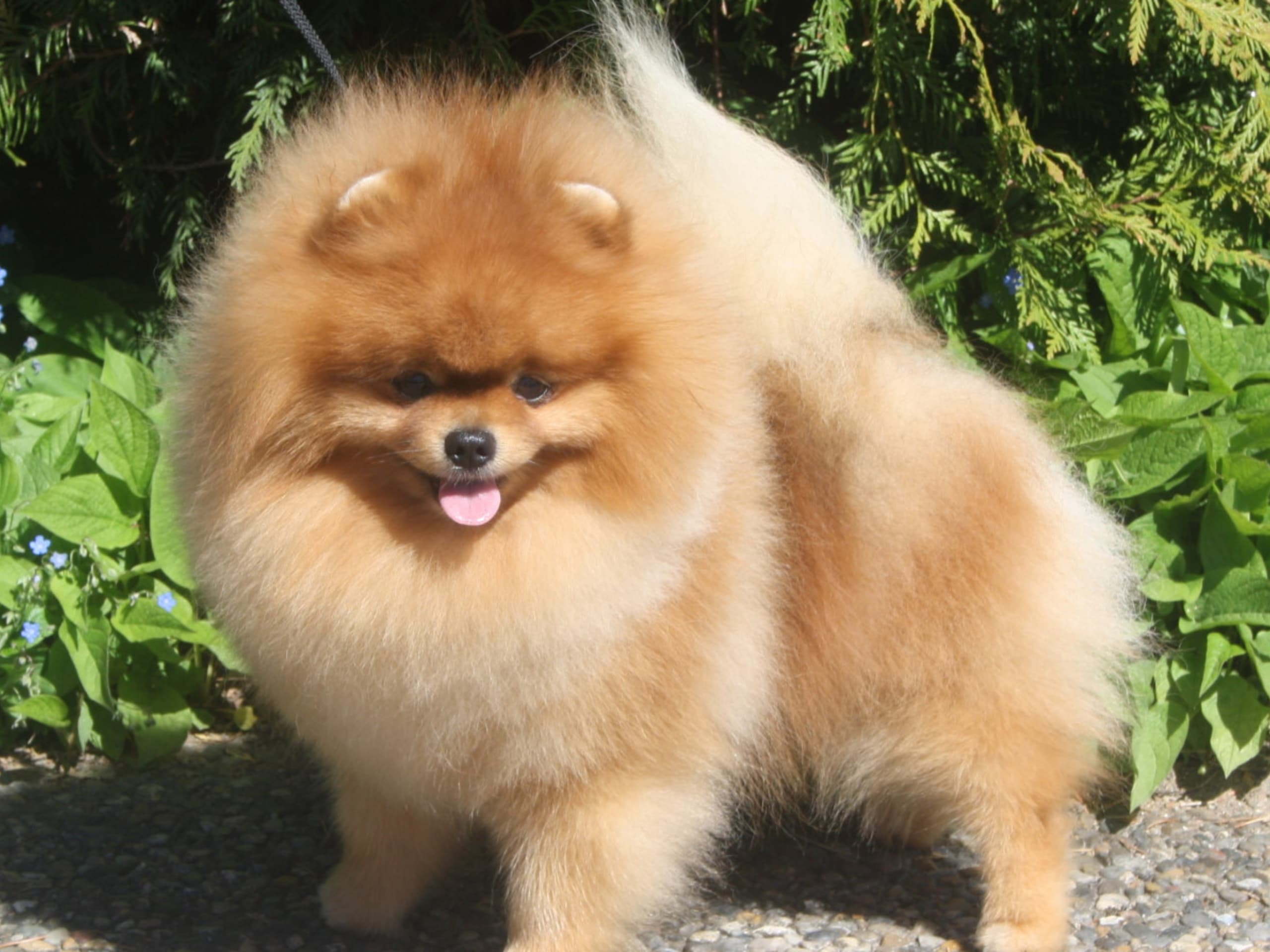 Pomeranian