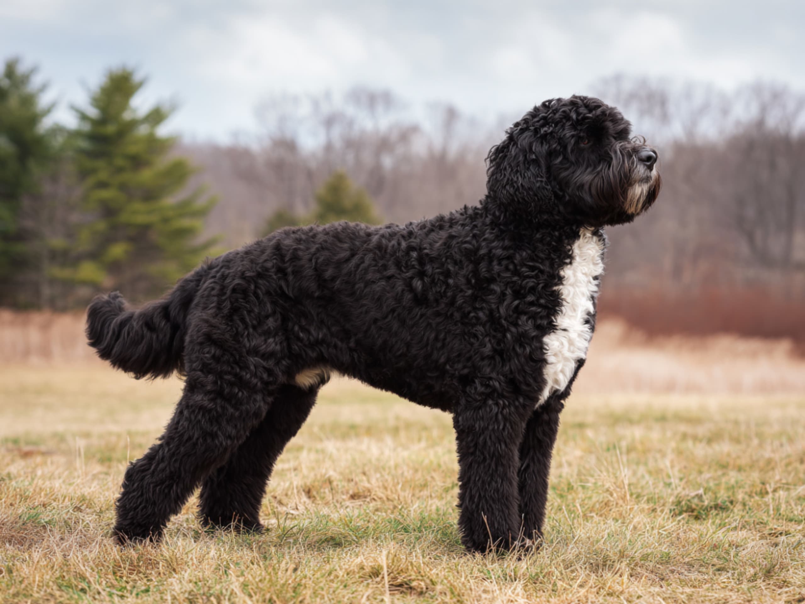 Portuguese Water Dog