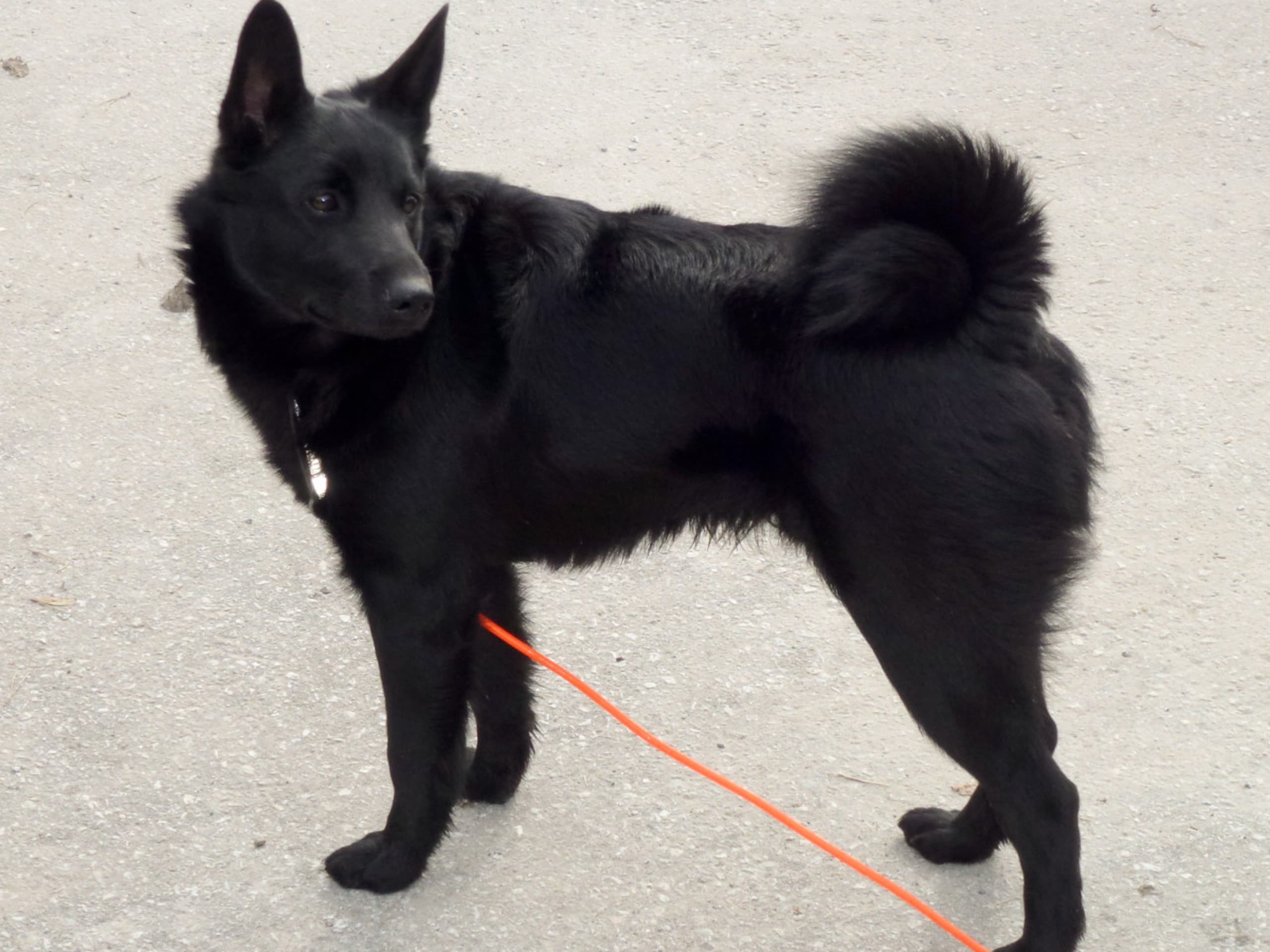 Norwegian Elkhound, Black