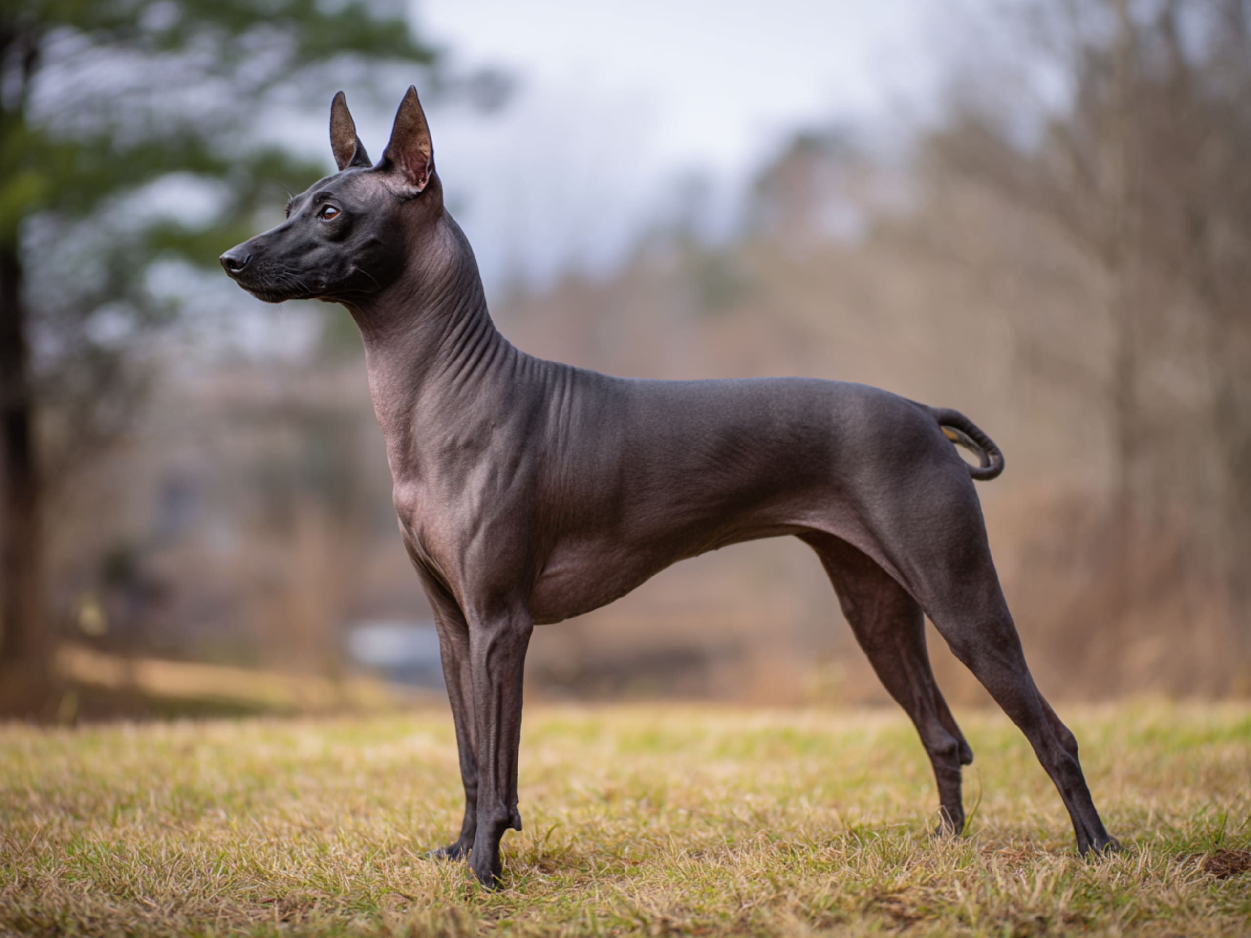 Xoloitzcuintle