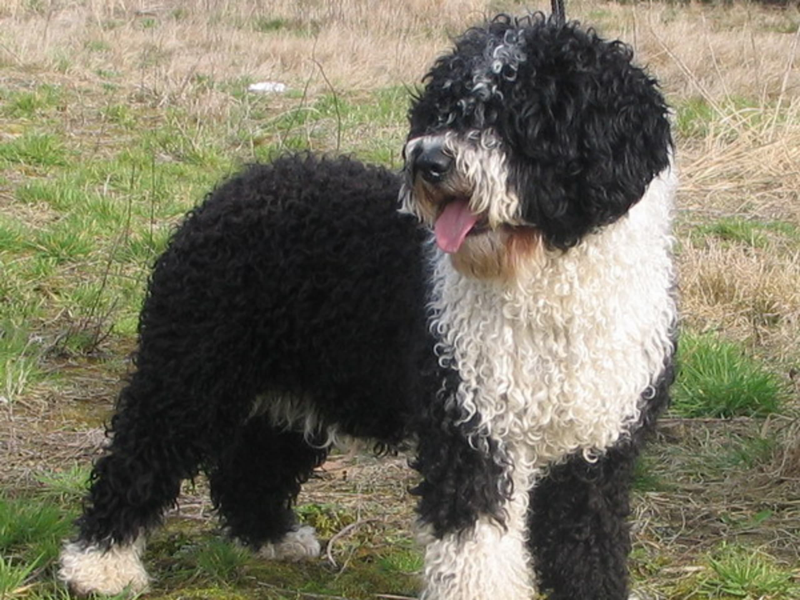 Spanish Water Dog (Perro de Agua Espanol)