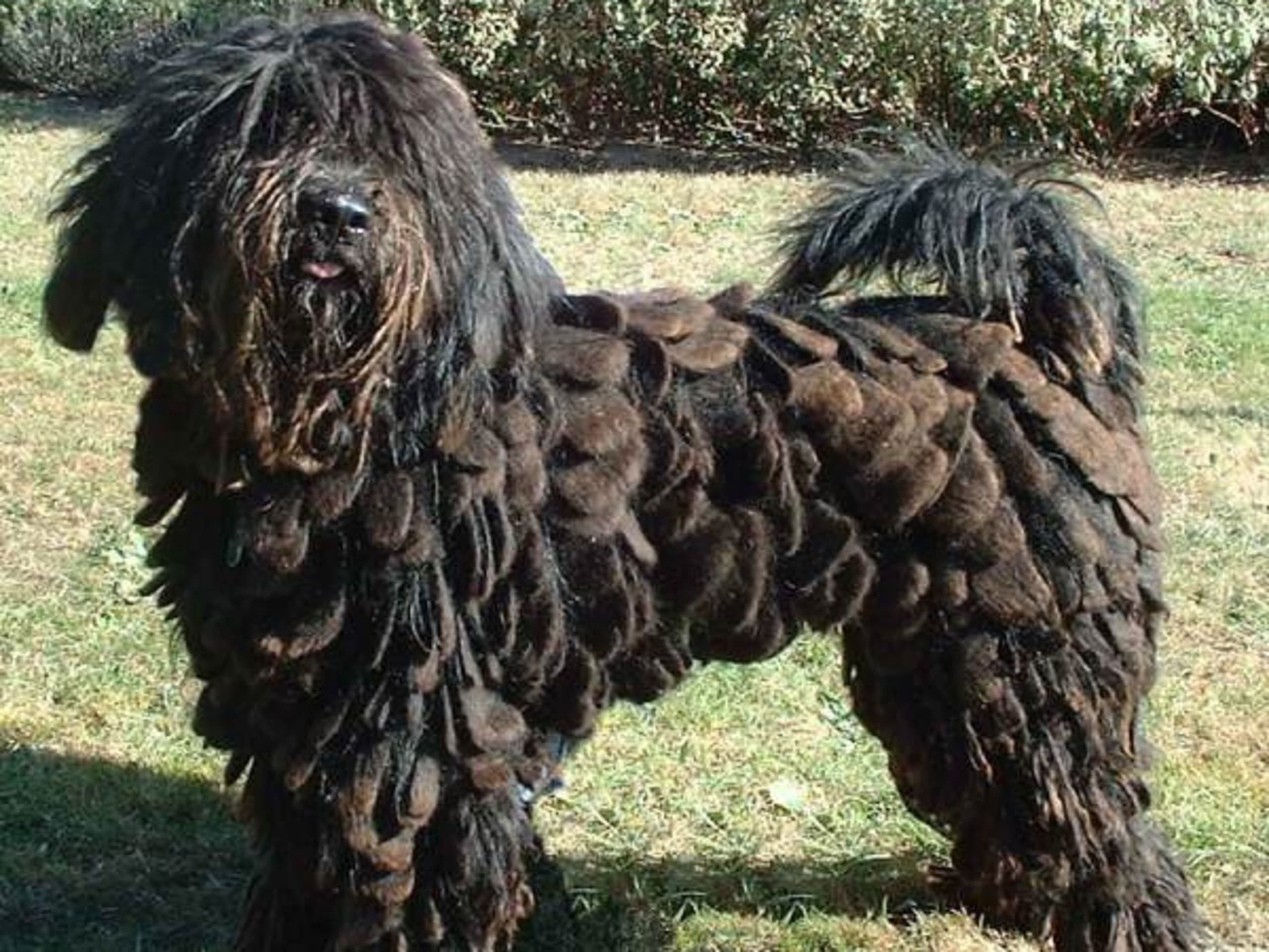 Bergamasco