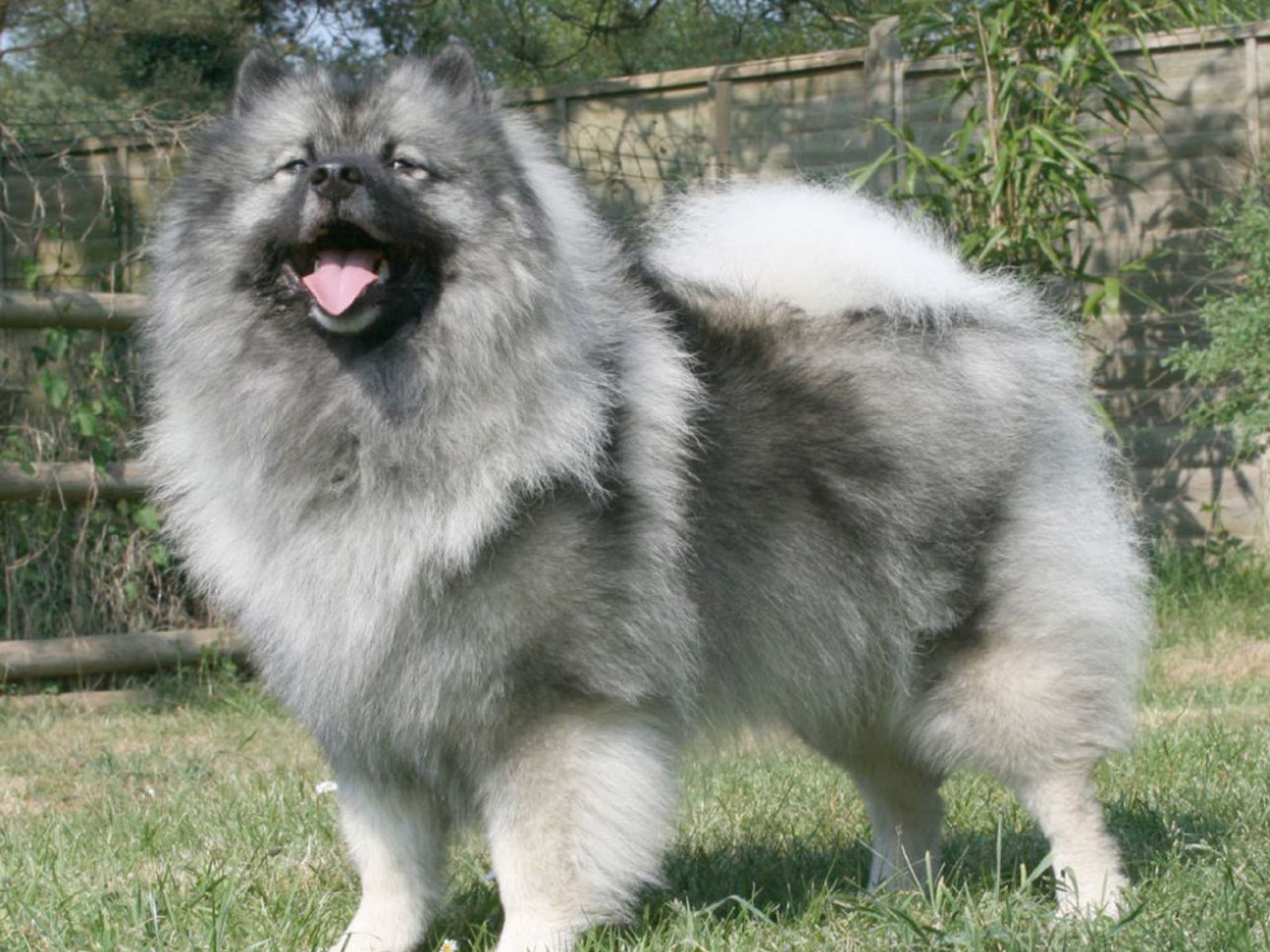 Keeshond