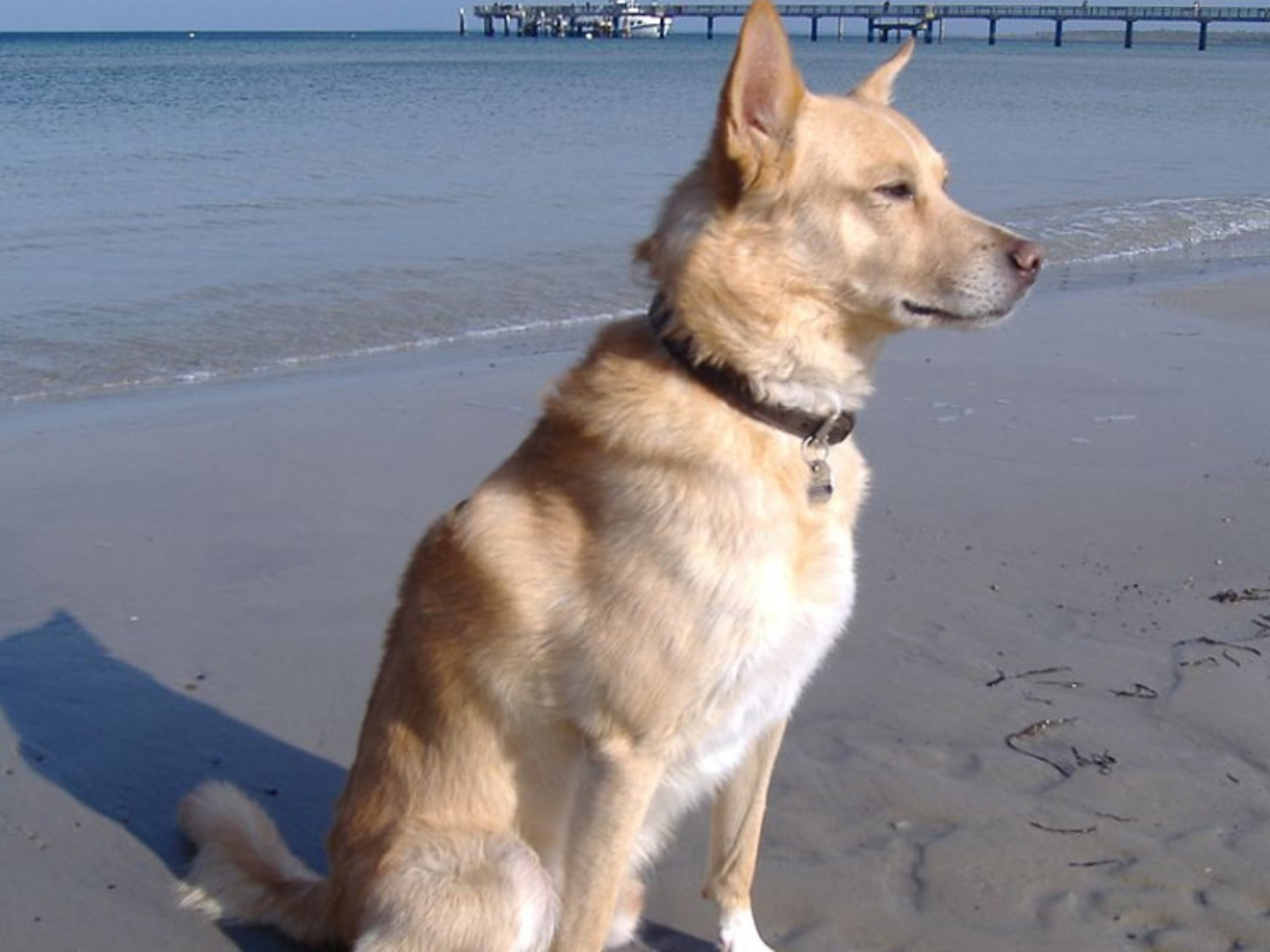 Portuguese Podengo Medio