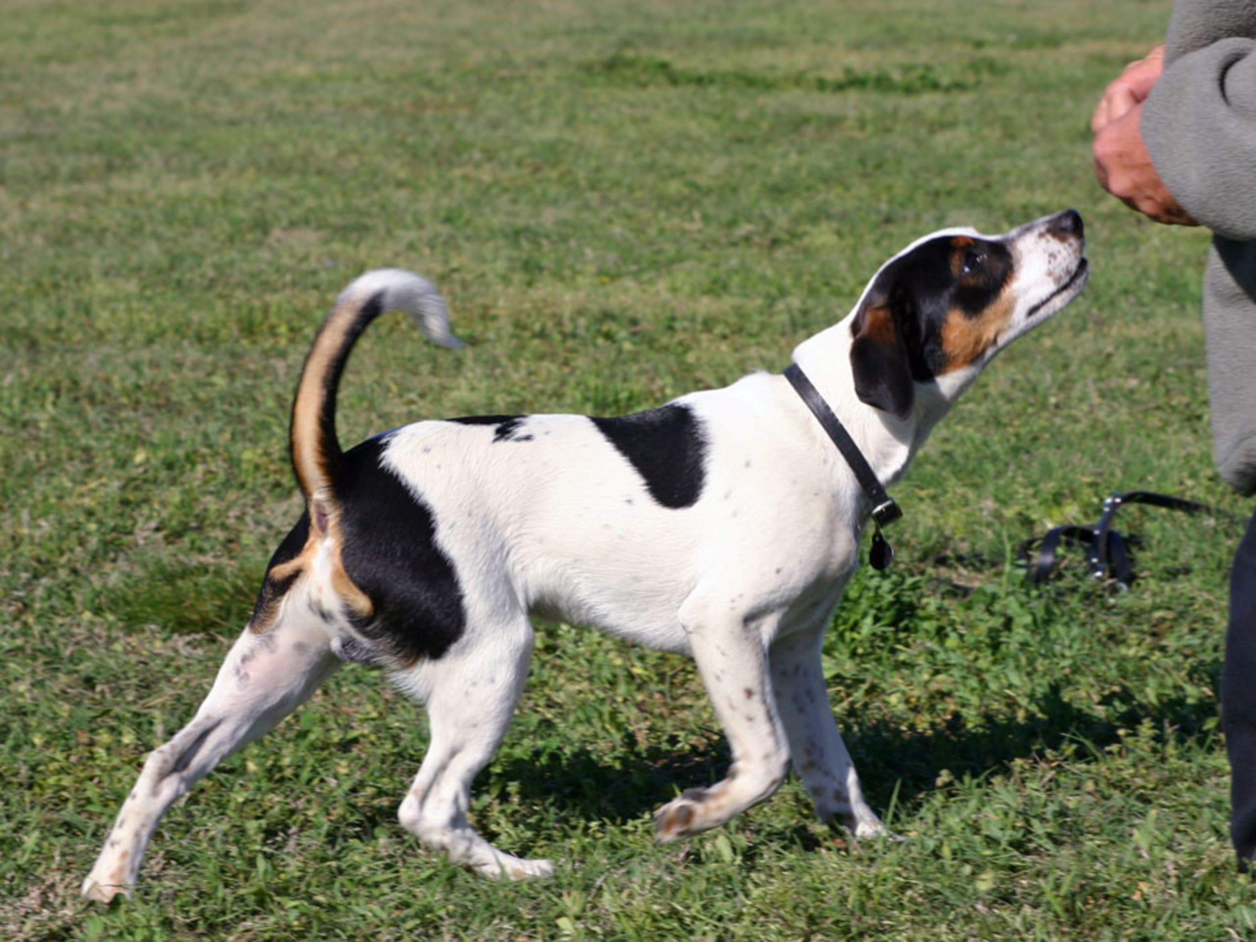 Danish Swedish Farmdog