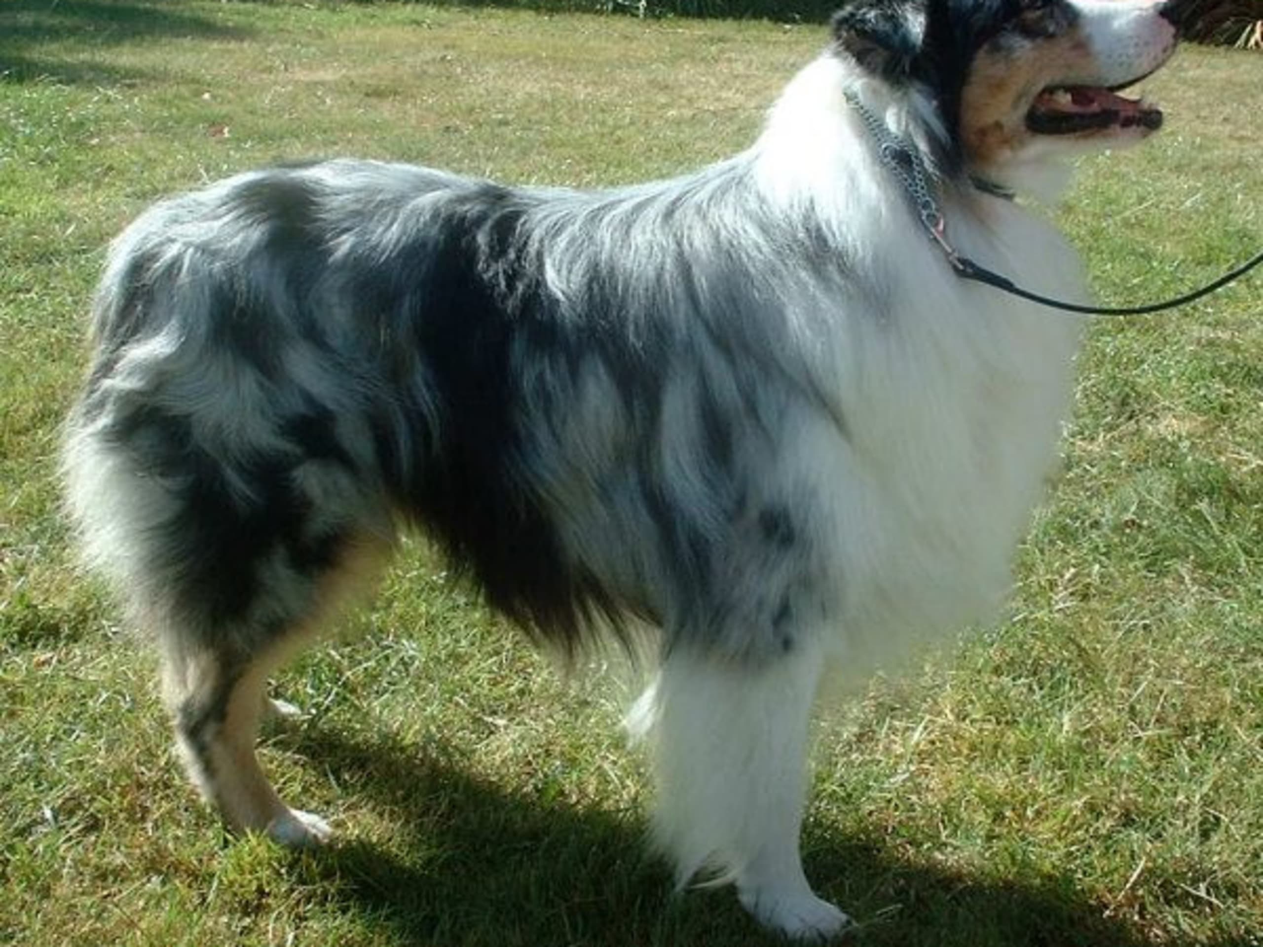 Australian Shepherd