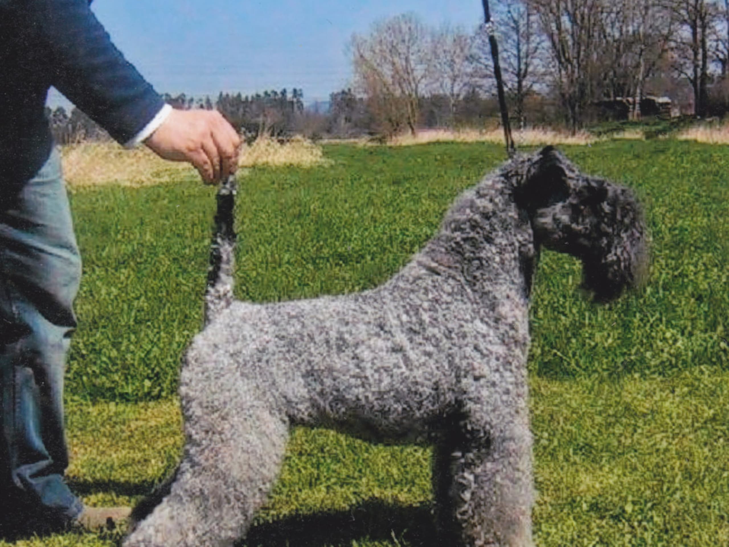 Kerry Blue Terrier