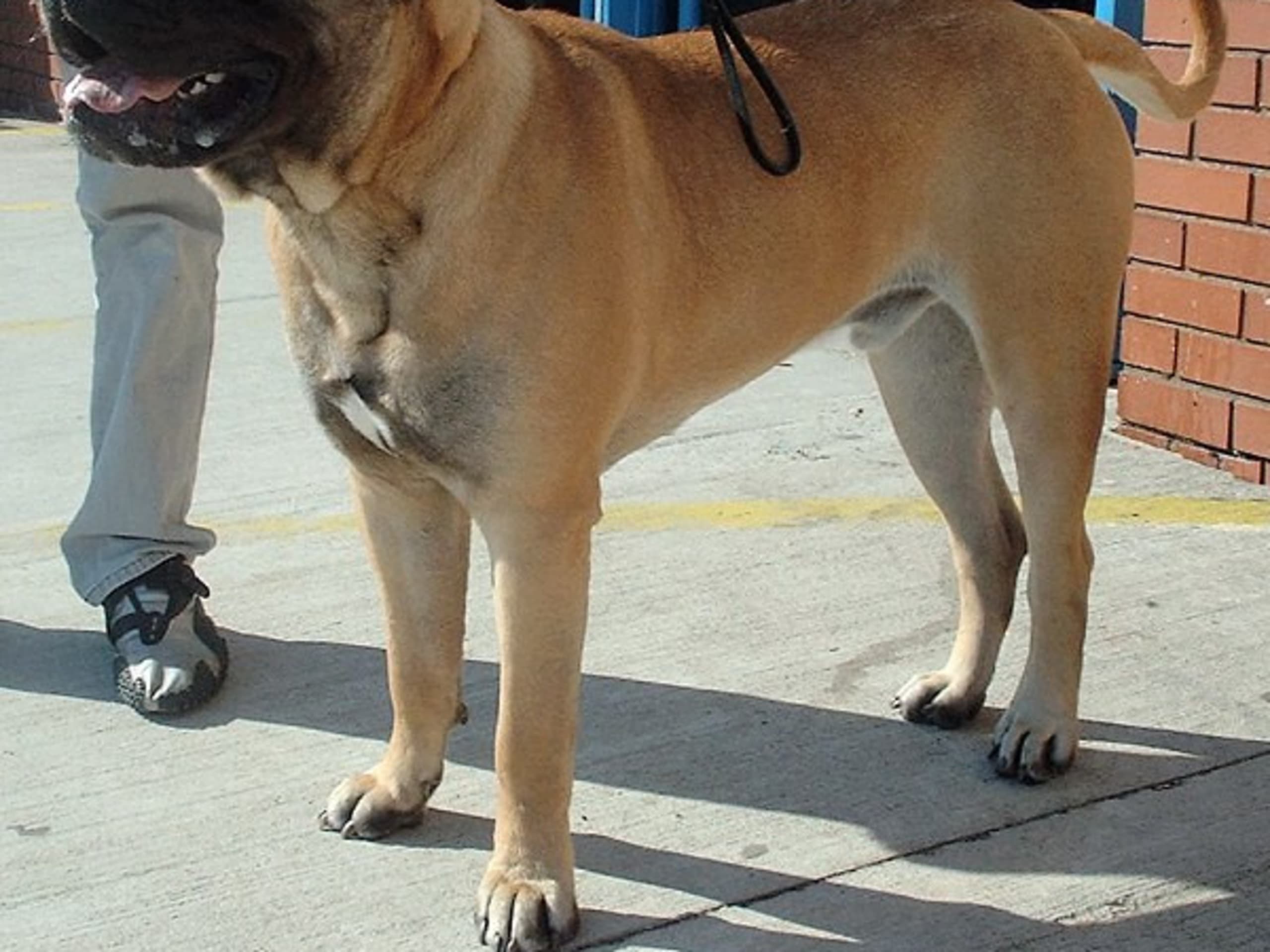 Bullmastiff