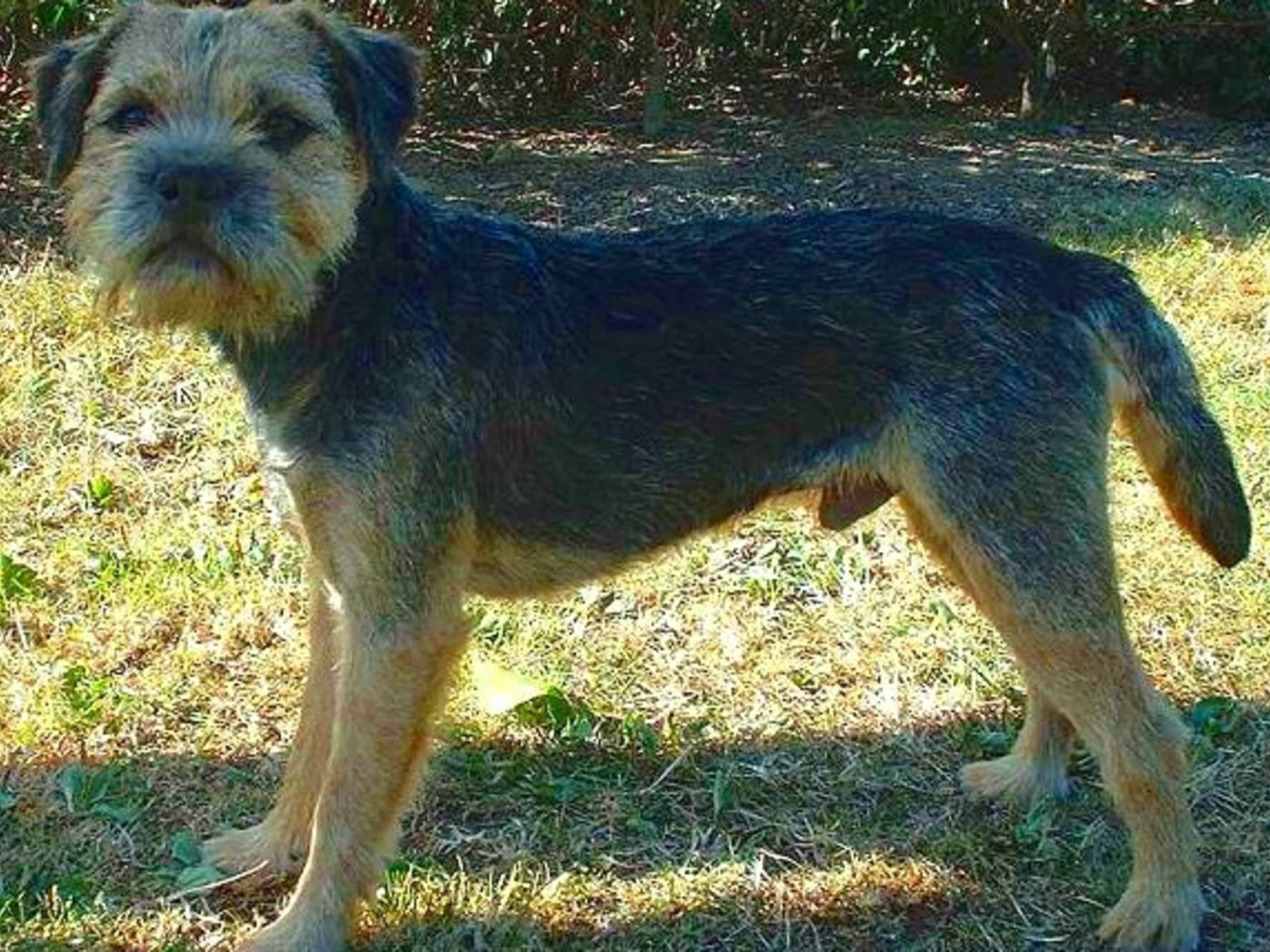 Border Terrier