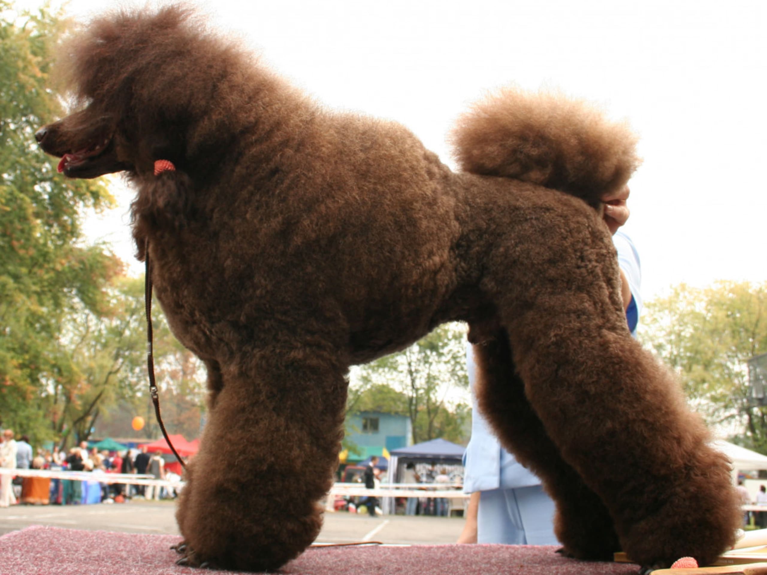 Medium Poodle
