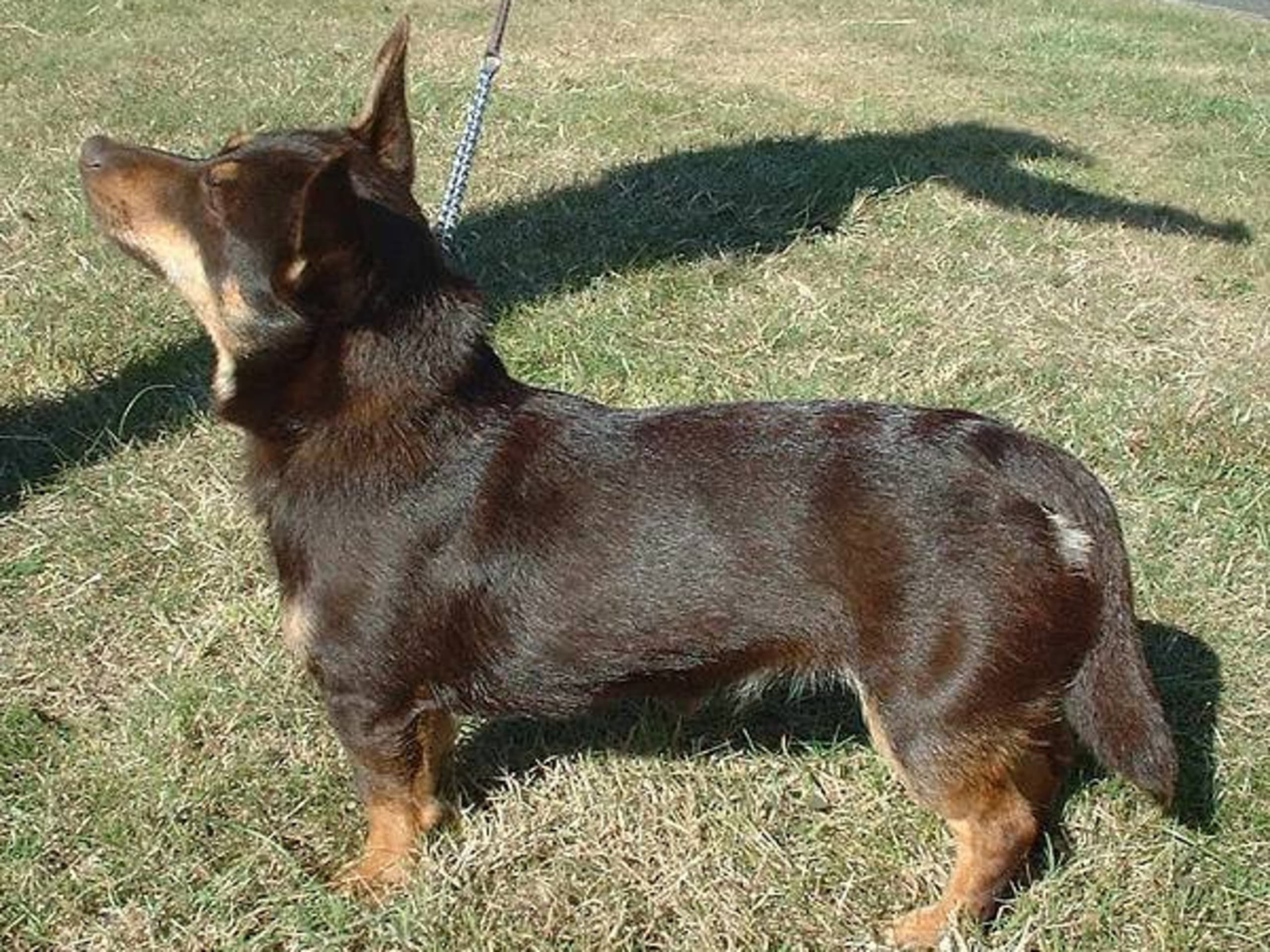 Lancashire Heeler