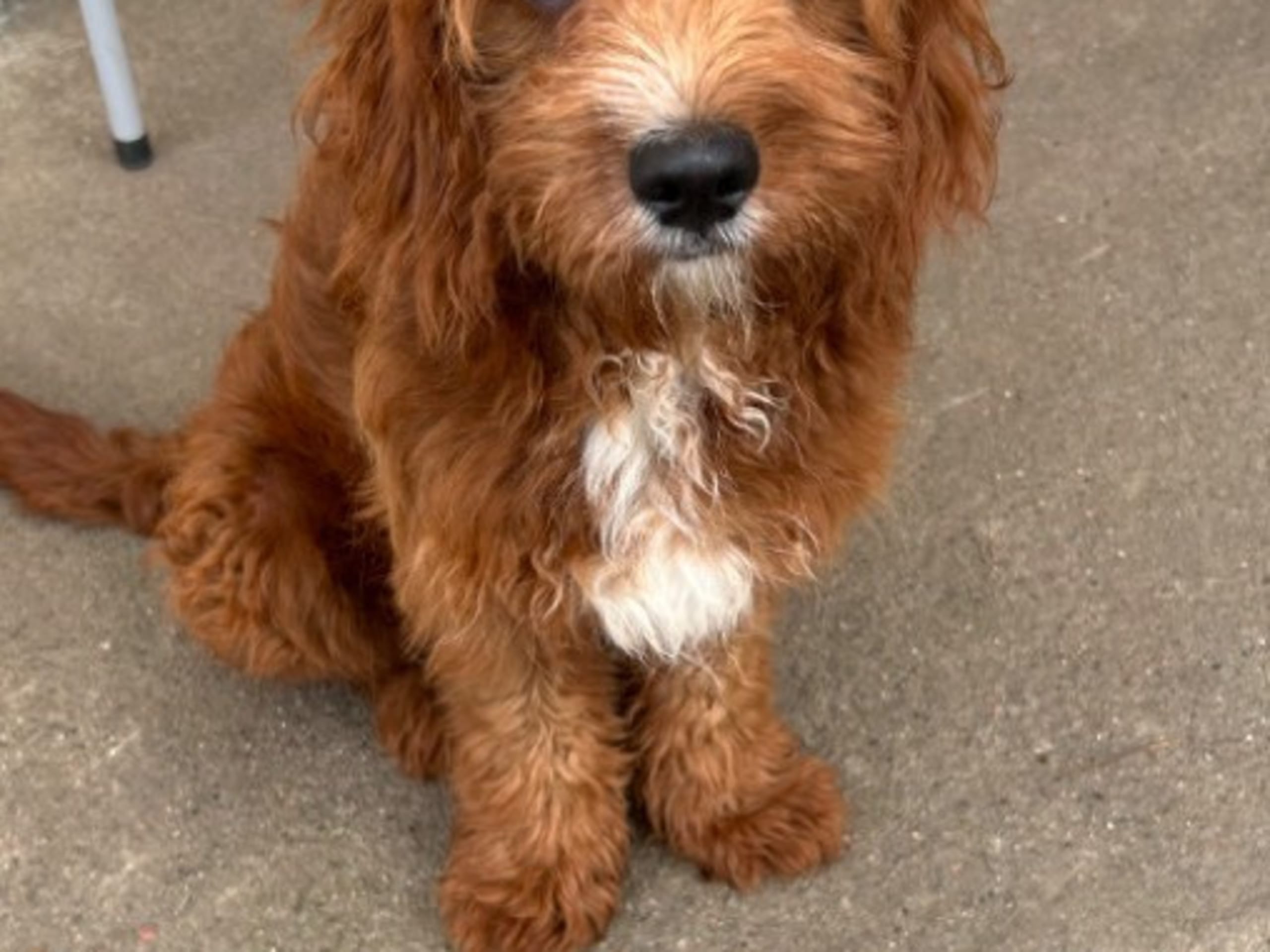 Cavapoo