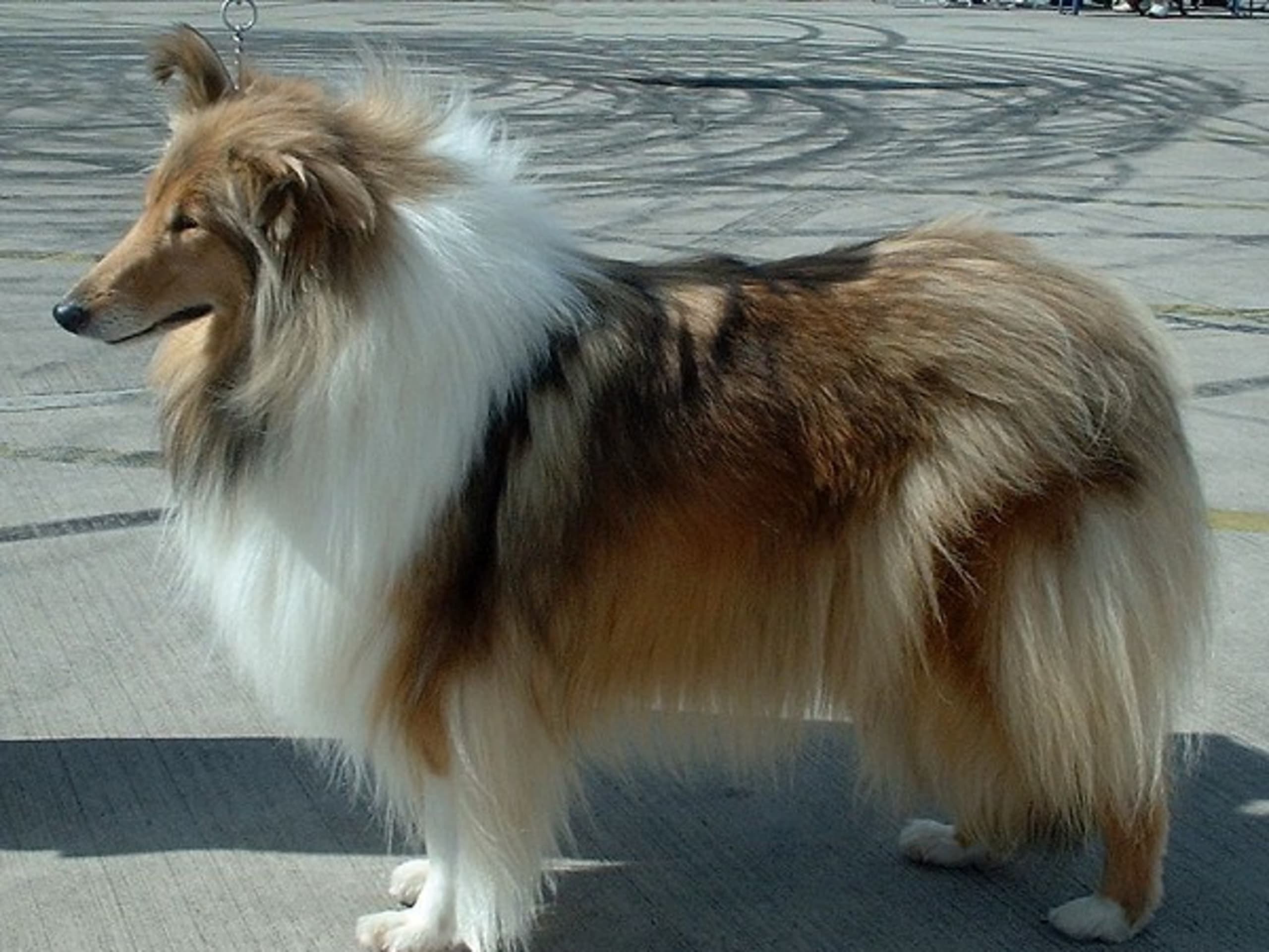Collie