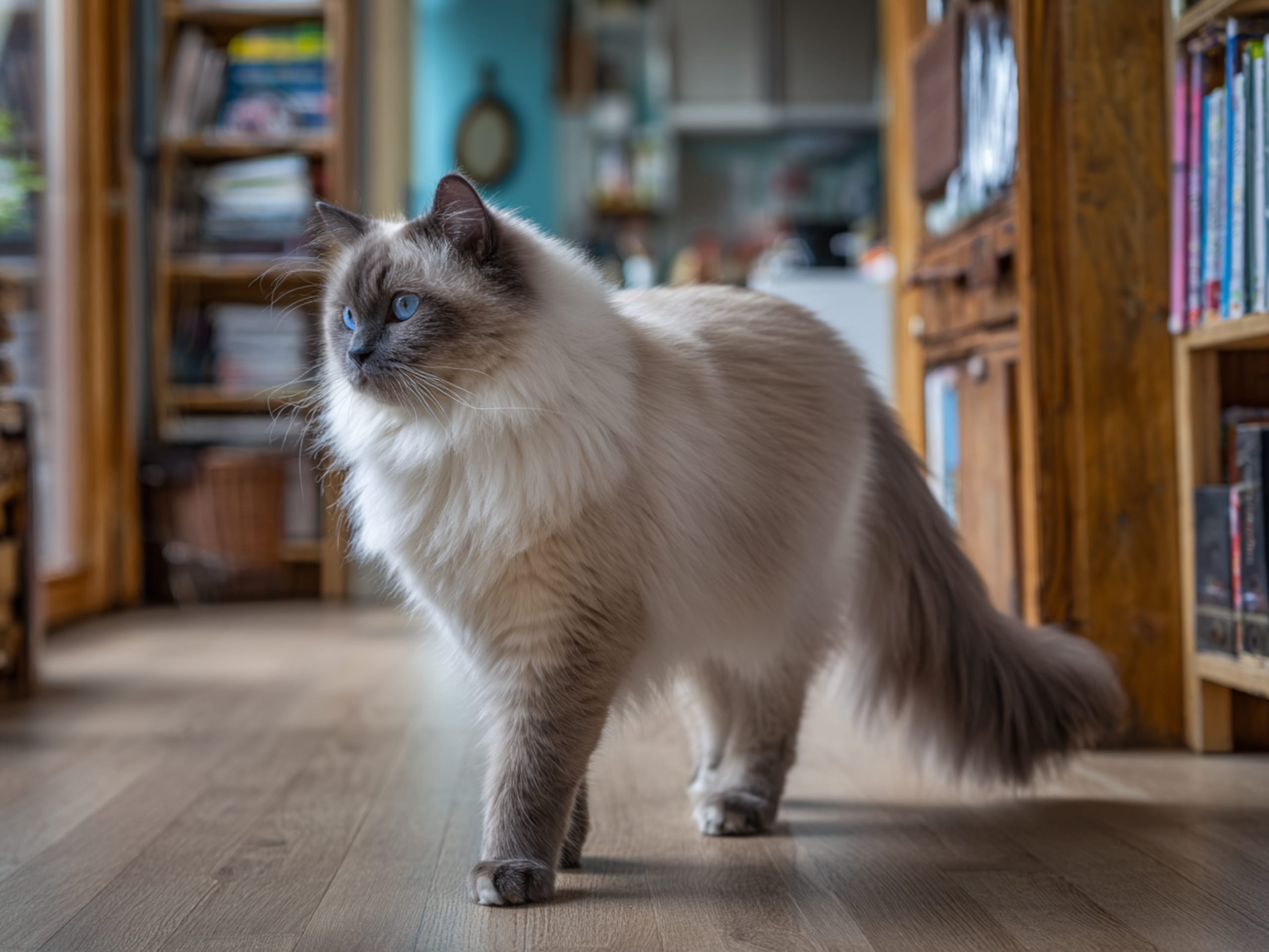 Birman