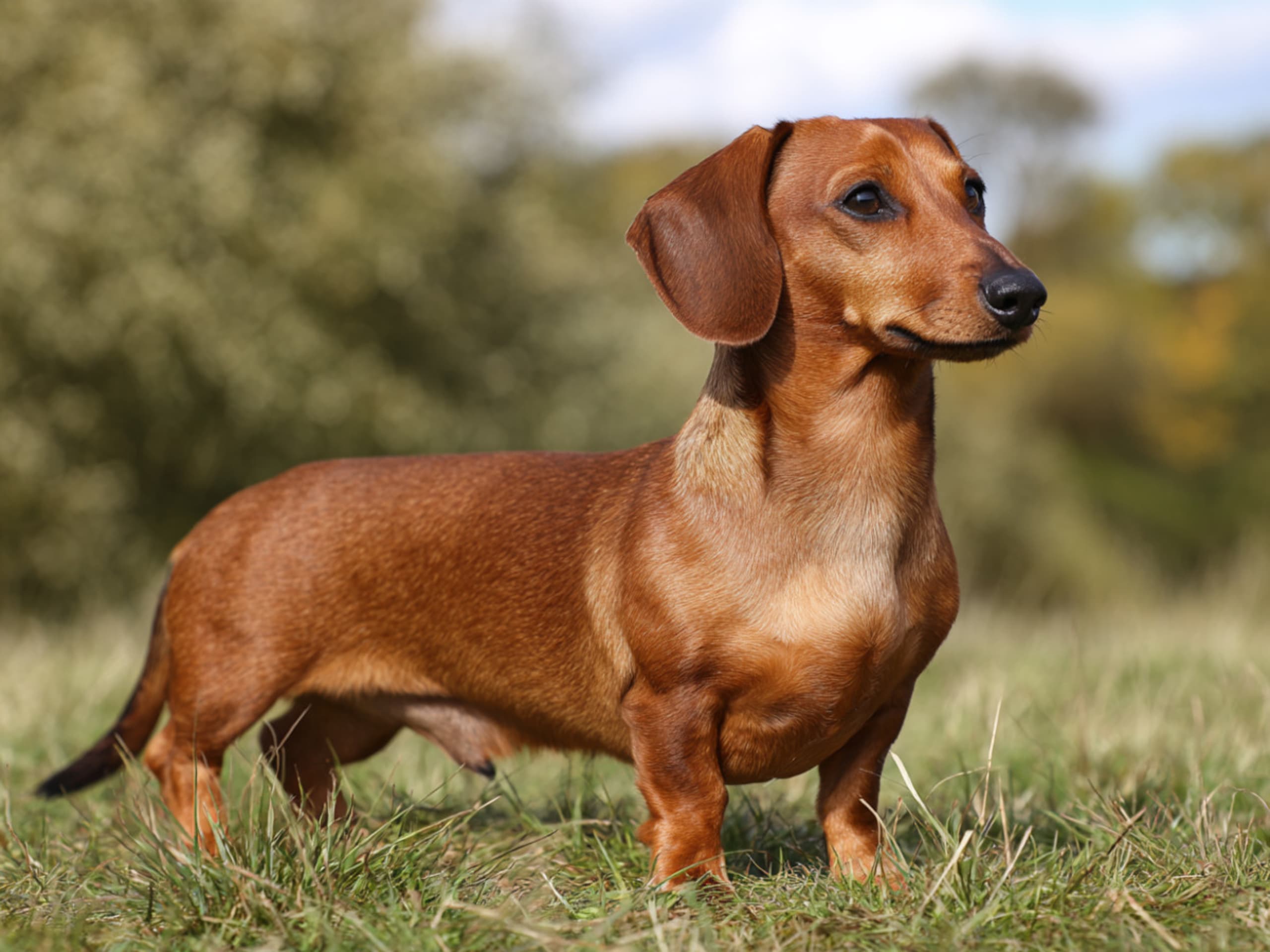 Dachshund
