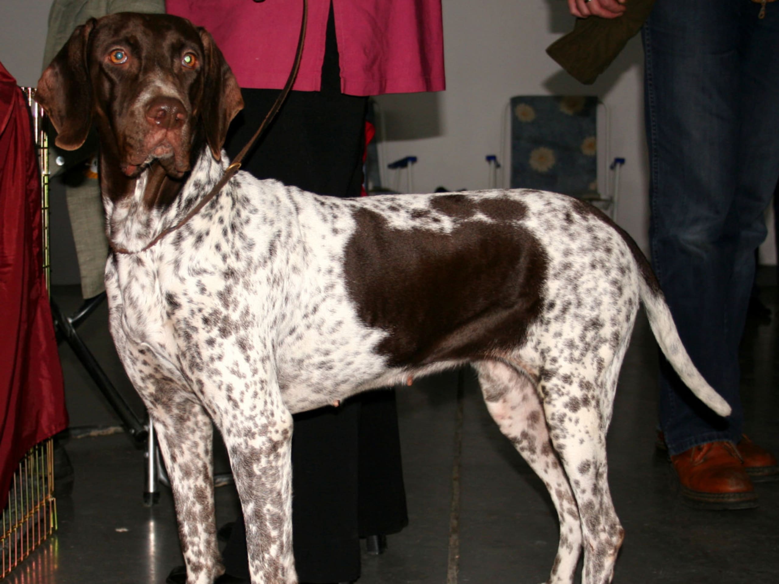 Old Danish Pointing Dog