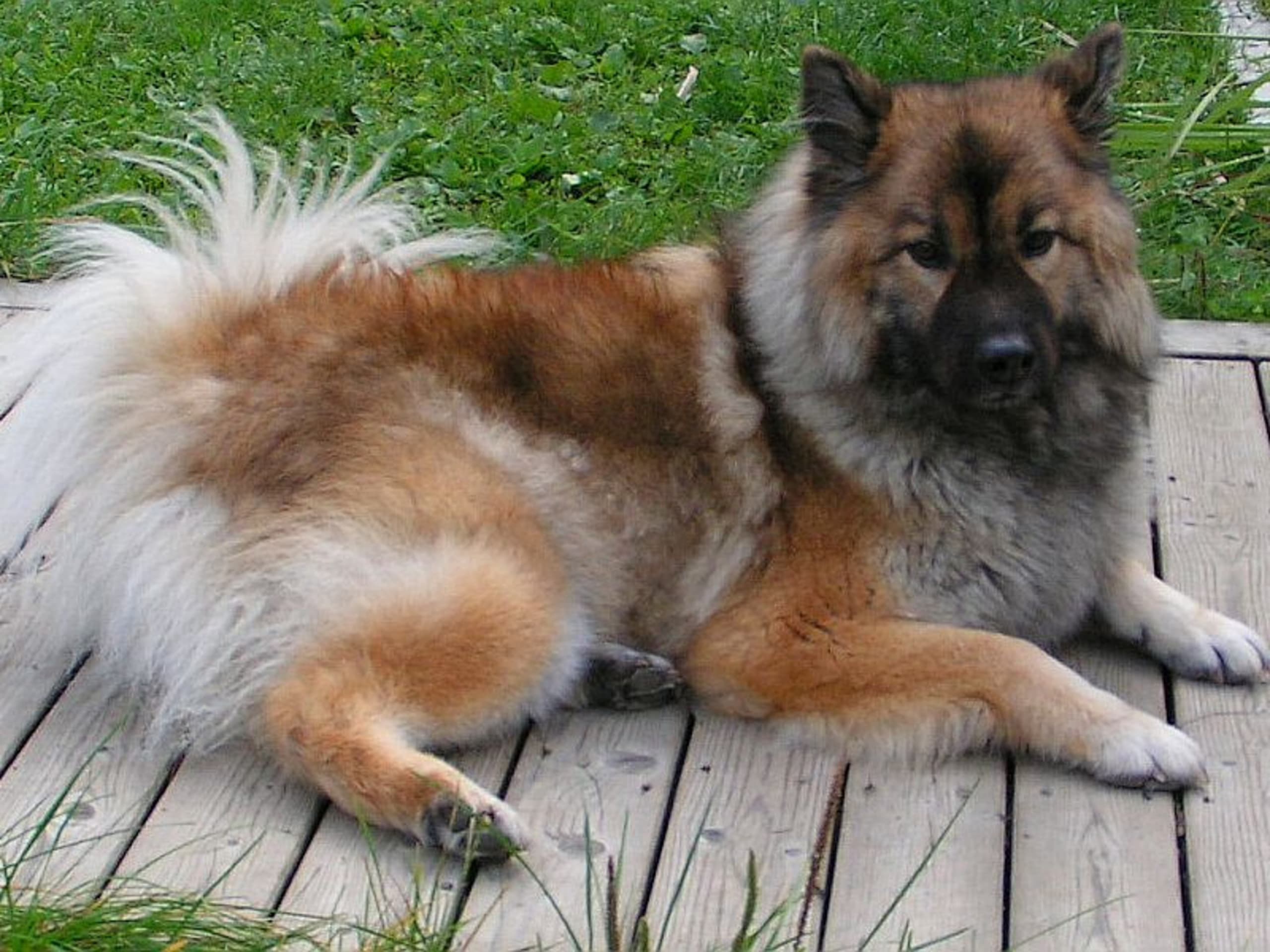 Eurasier