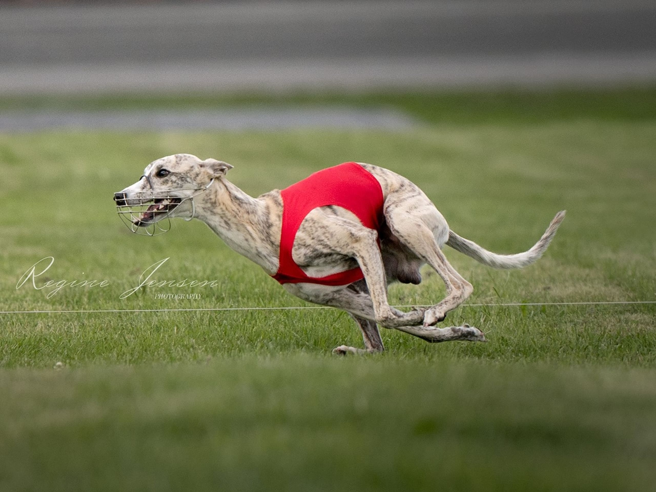 Suna Regens Yasmin Franz Orlando