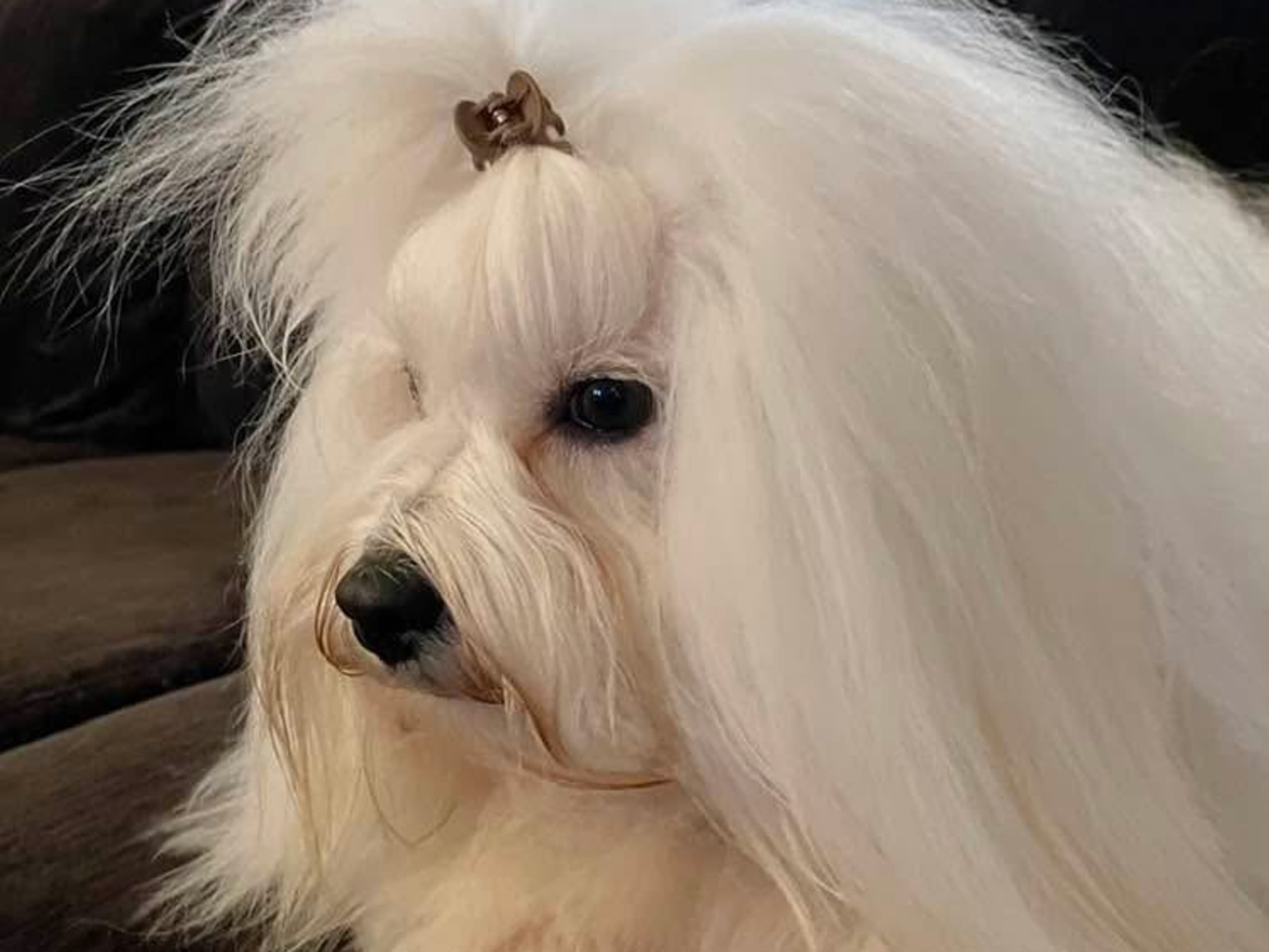 Quiet Dreams Star of Love