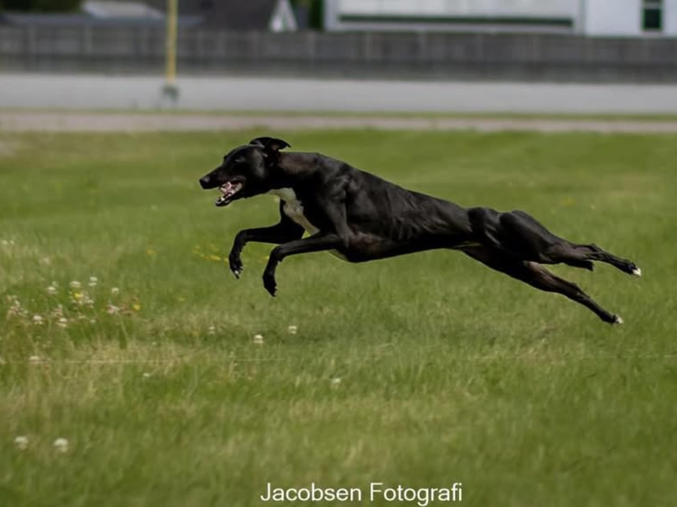 Diamond Dust New Nazaret