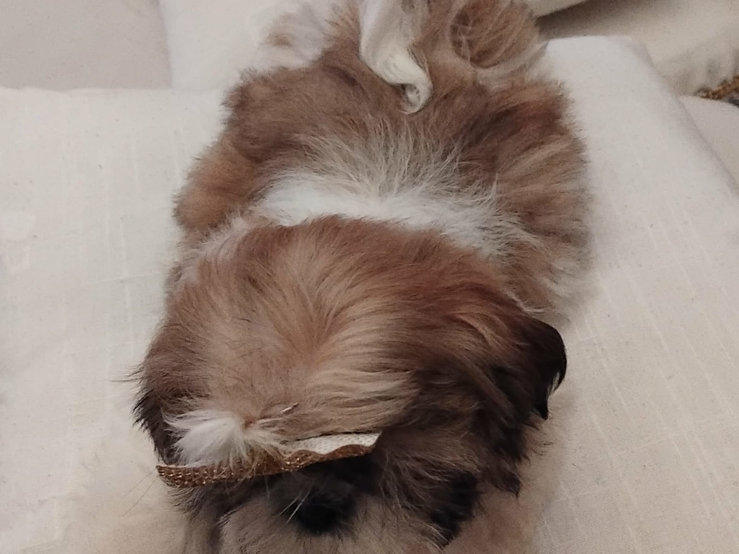 Shih-Tzu · 2025-11-19 · Linköping · David K.