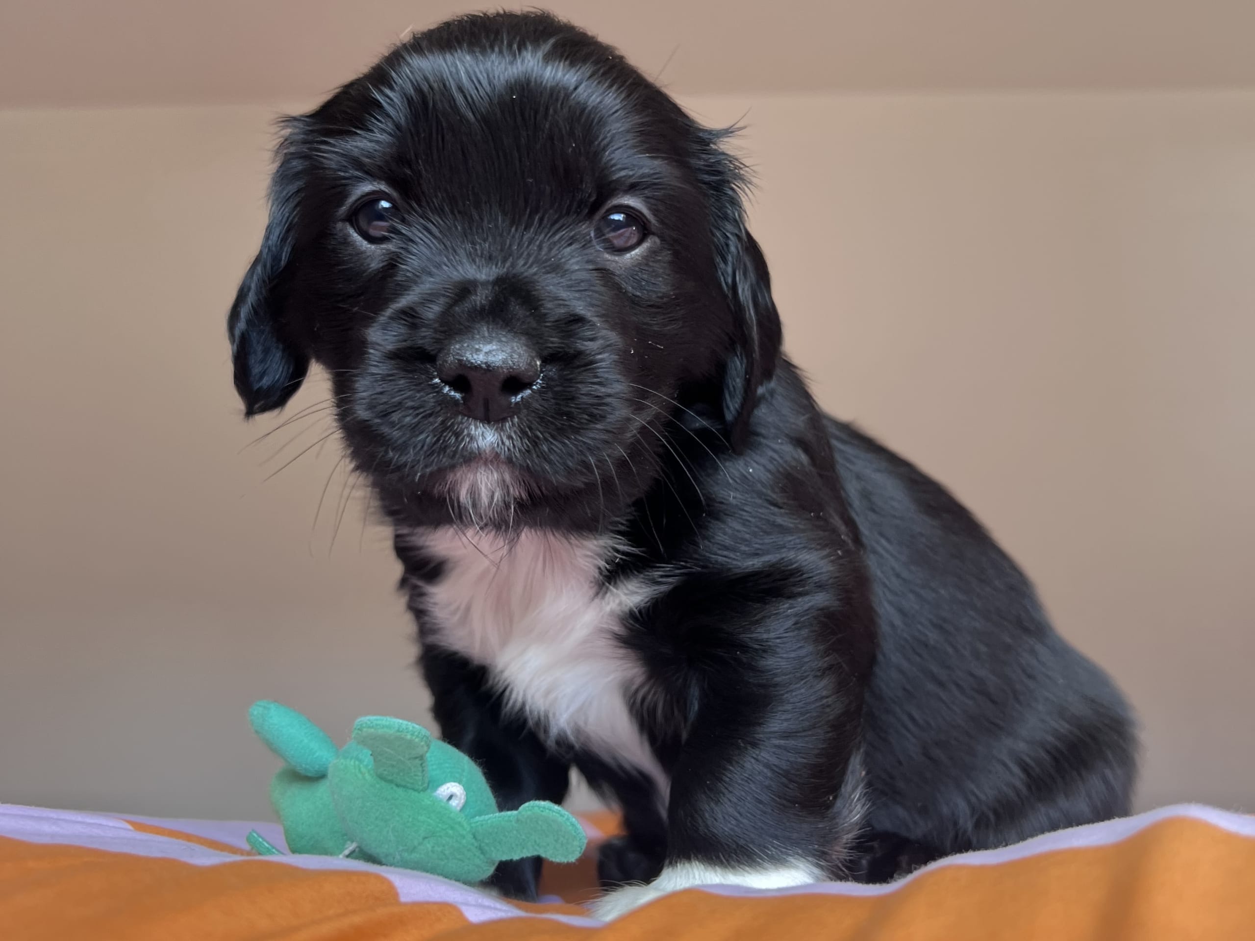 Cocker Jack · 2026-02-03 · Motala · Elin F.