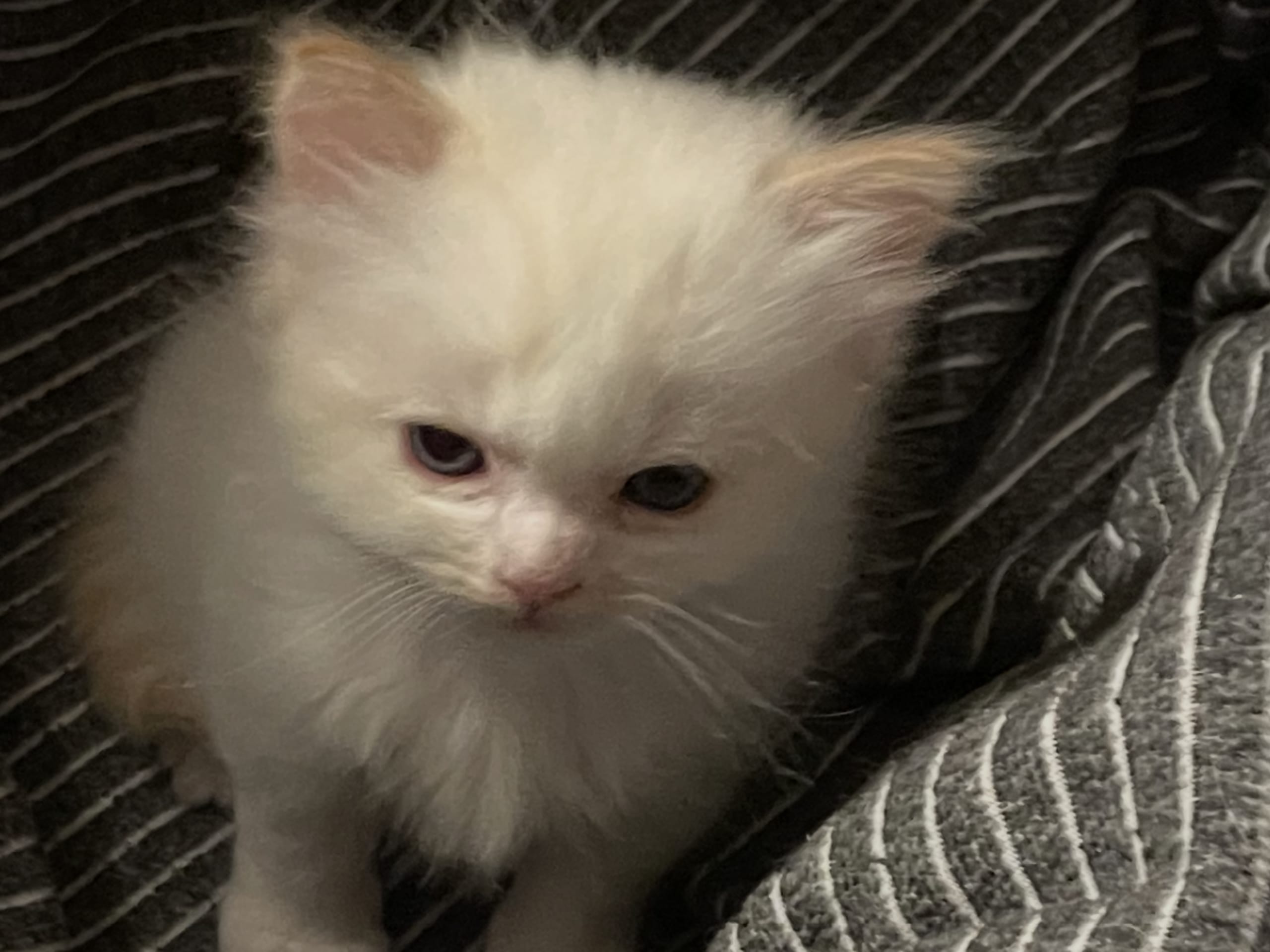 Ragdoll · 2025-12-06 · Vallentuna · Anderwels