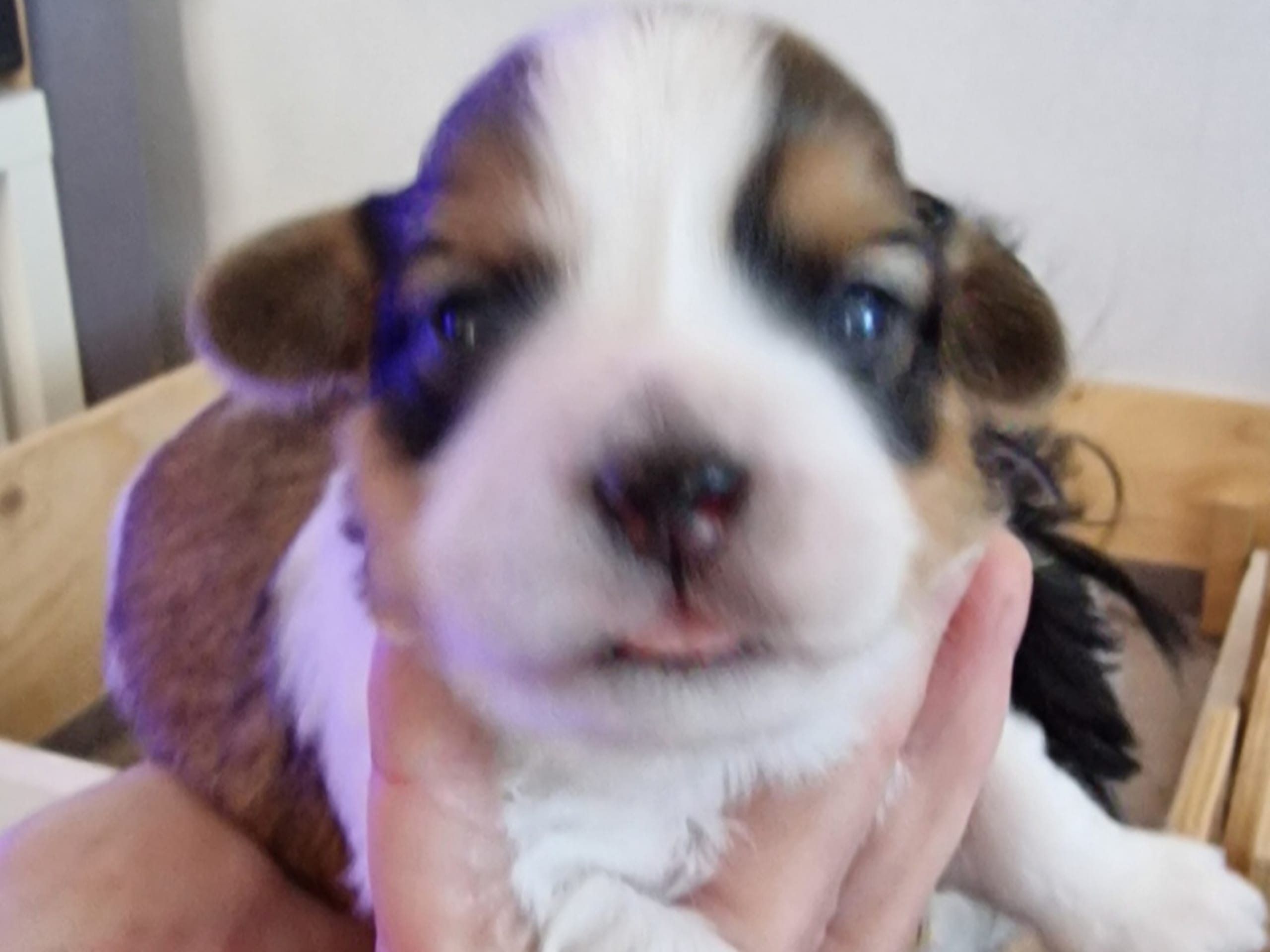 Bichon havanais · 2026-02-21 · Skutskär · Carina E.