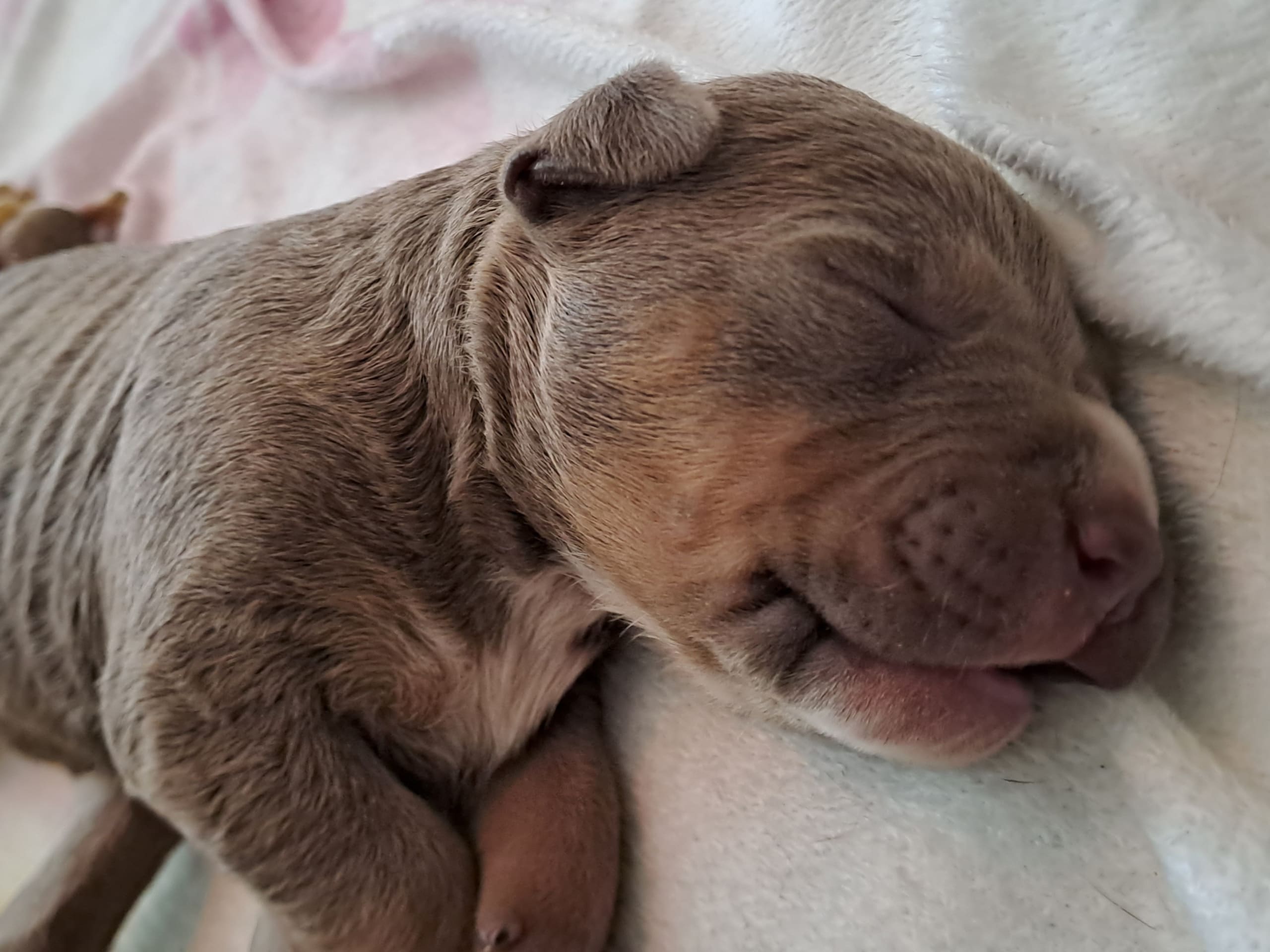 American bully · 2026-02-16 · Torshälla · Emelie R.