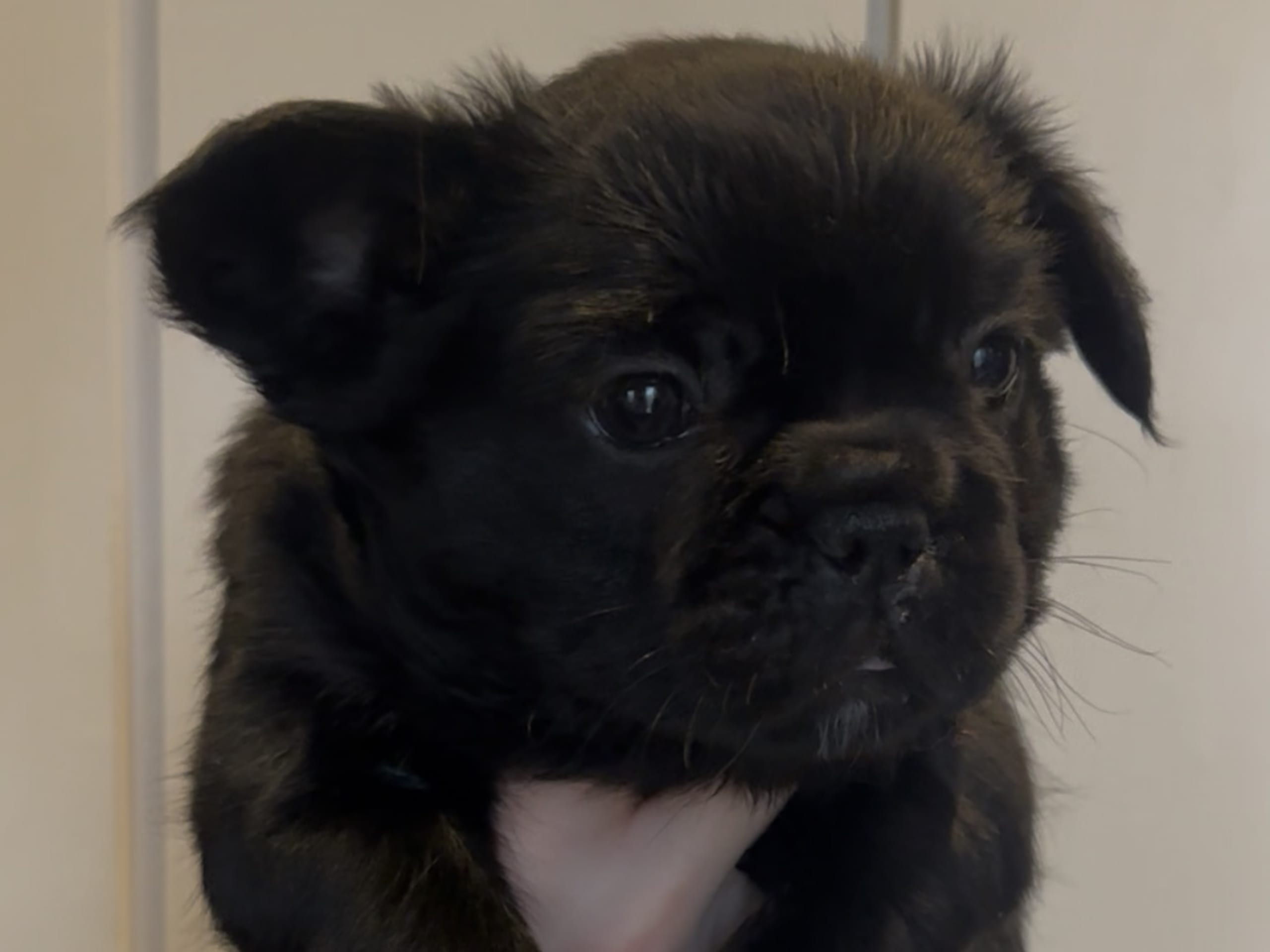 Fransk bulldogg · 2026-01-20 · Skara · Vrå