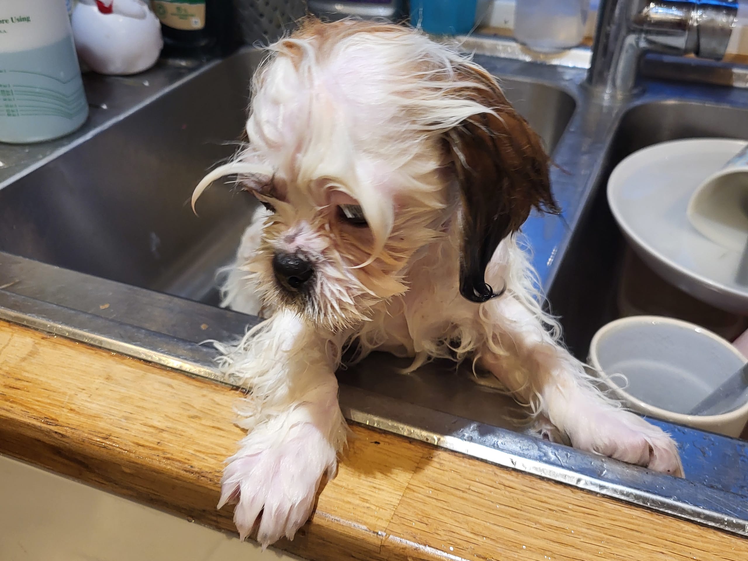 Blandras · 2025-09-11 · Ljungbyhed · My Sweet Monster