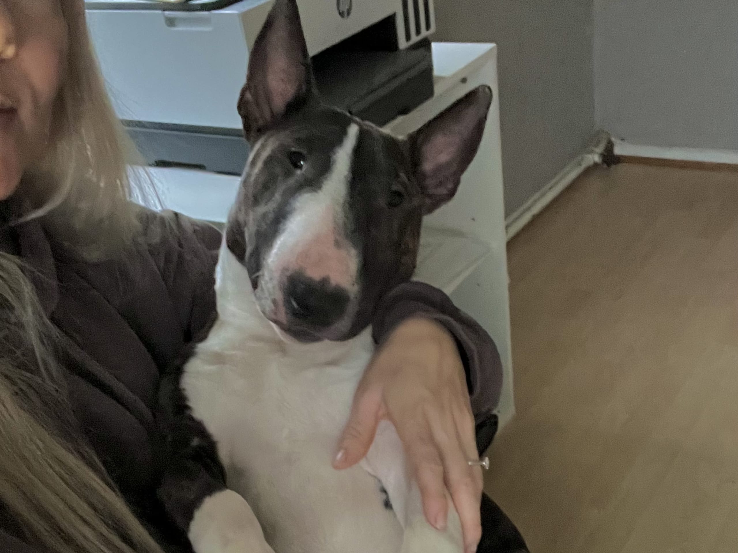 Miniature Bull Terrier · 2025-03-07 · Östhammar · Chris B.