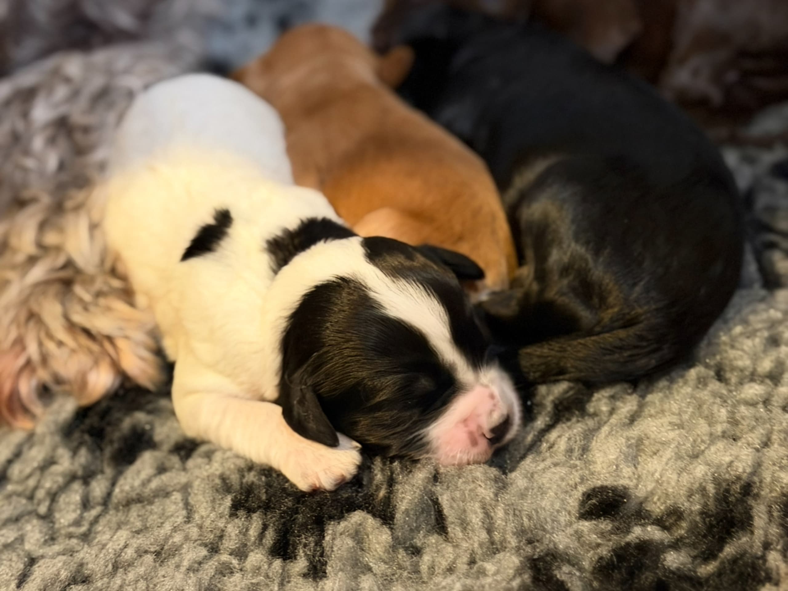 Labradoodle · 2026-01-19 · Olofstorp · 101 Labradoodles