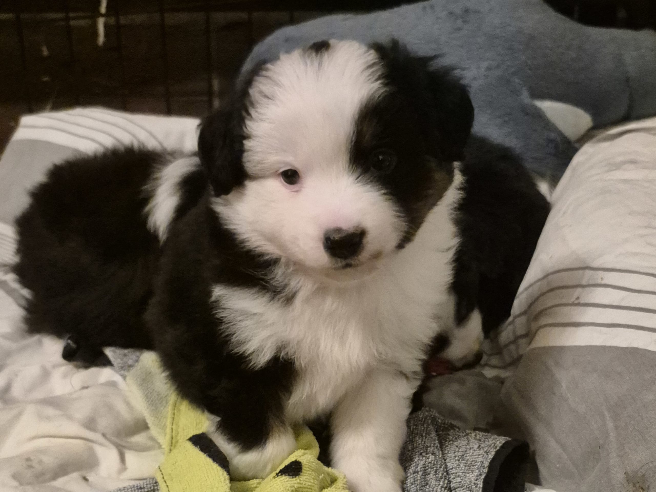 Miniature American Shepherd · 2026-01-14 · Lövestad · Emma N.