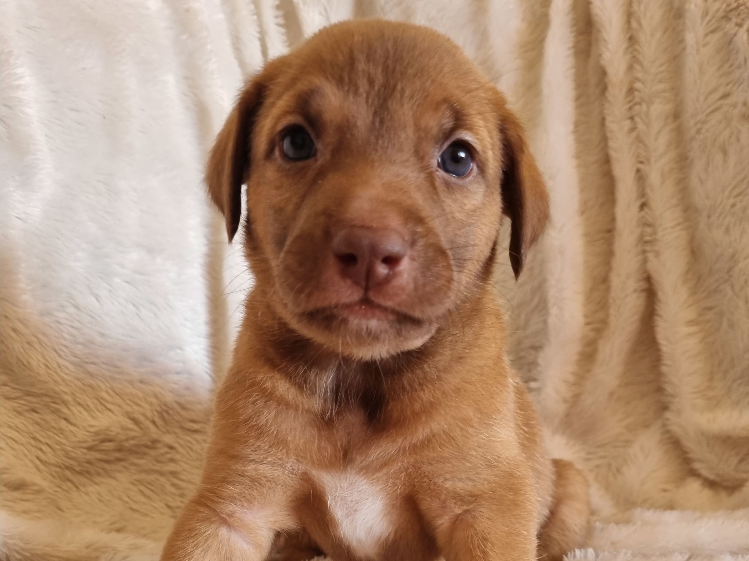 Xoloitzcuintle · 2026-01-29 · Hägersten · Heart Of Meijius