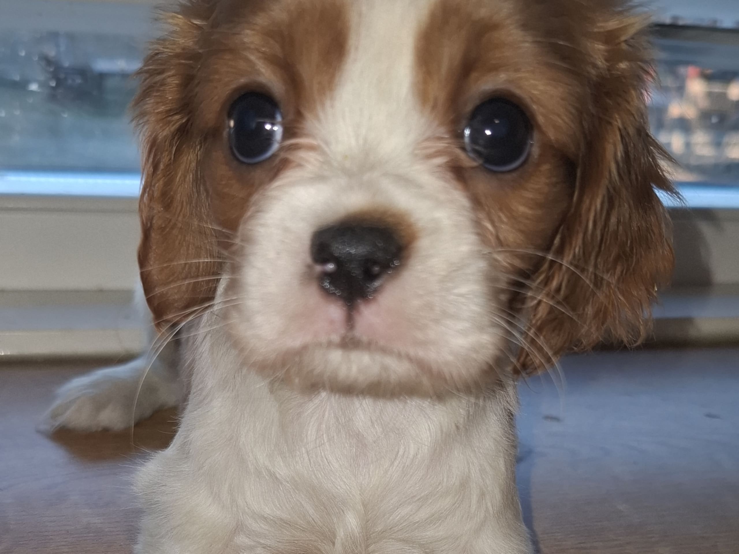 Cavalier King Charles Spaniel · 2025-11-15 · Högsby · Malin A.