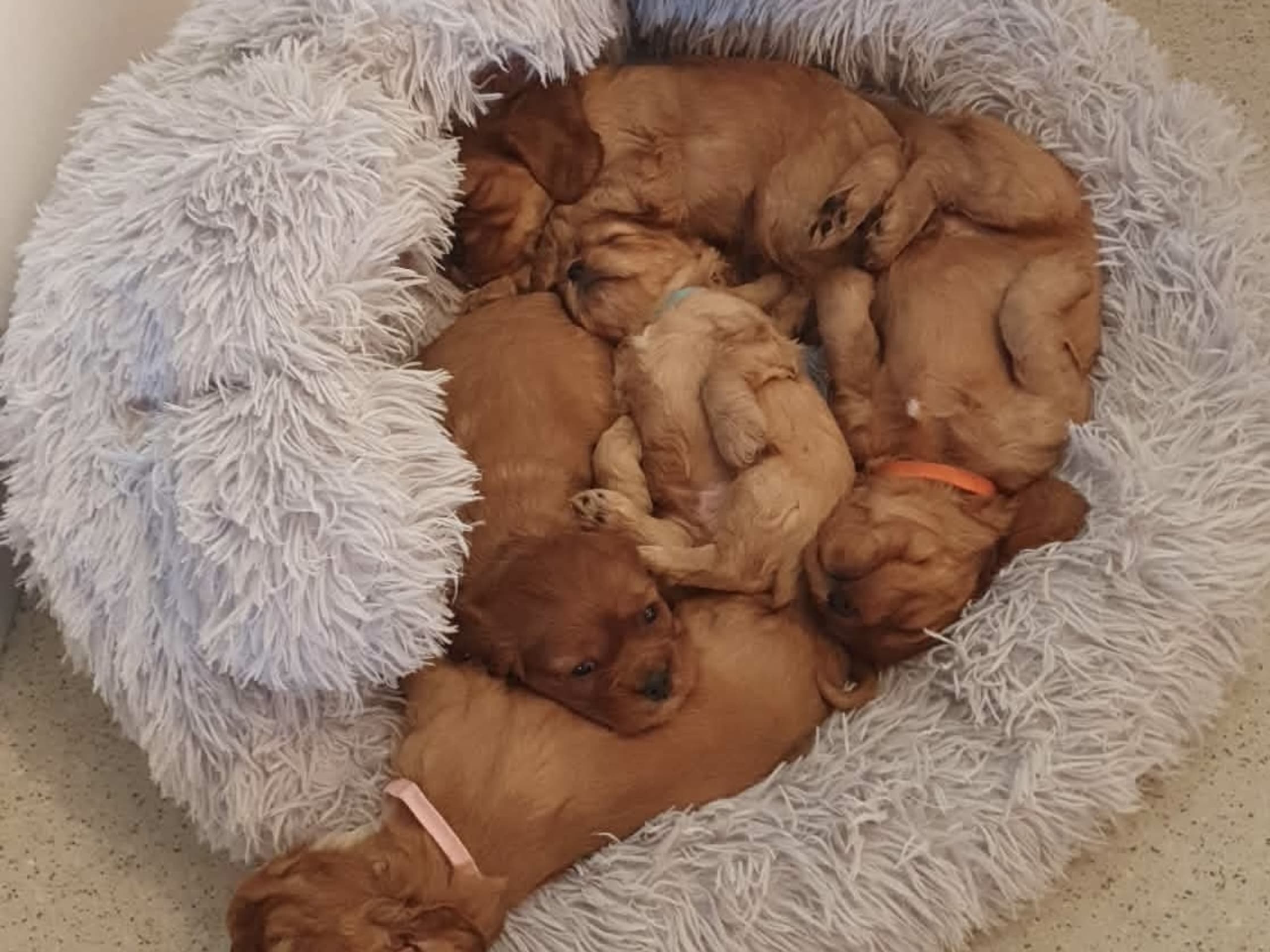 Cockalier · 2026-01-17 · Jät · Angelica S.