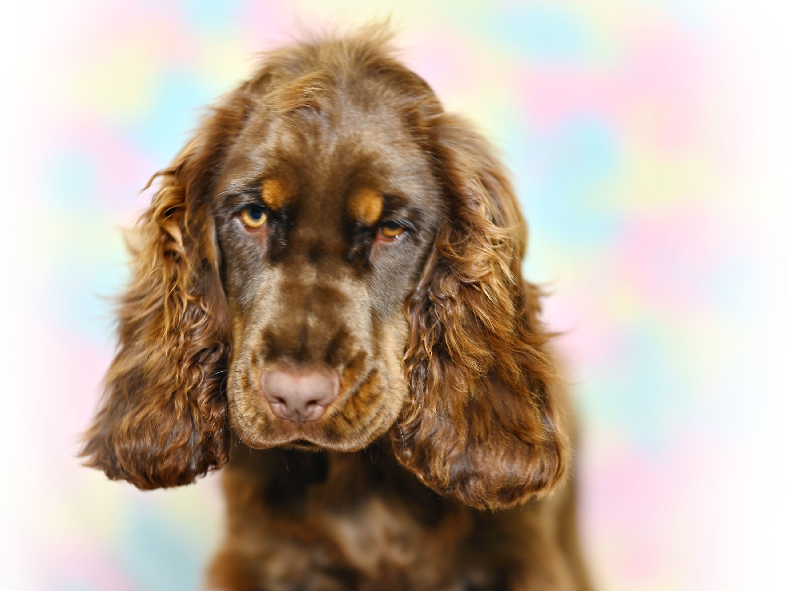 Cocker Spaniel