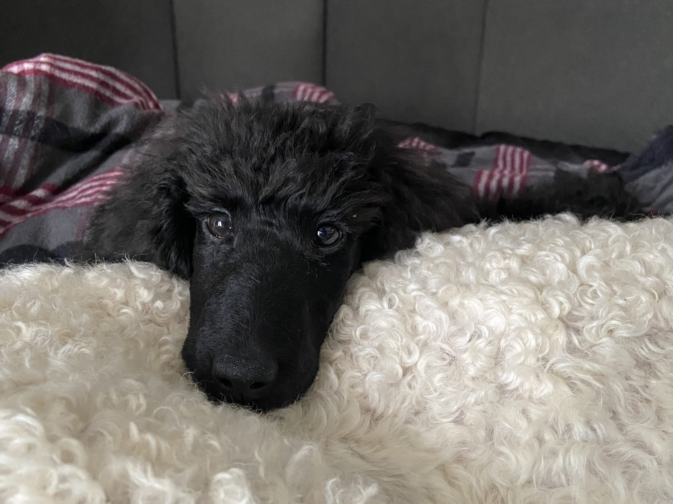 Standard Poodle · 2025-12-04 · Nol · Amanda S.