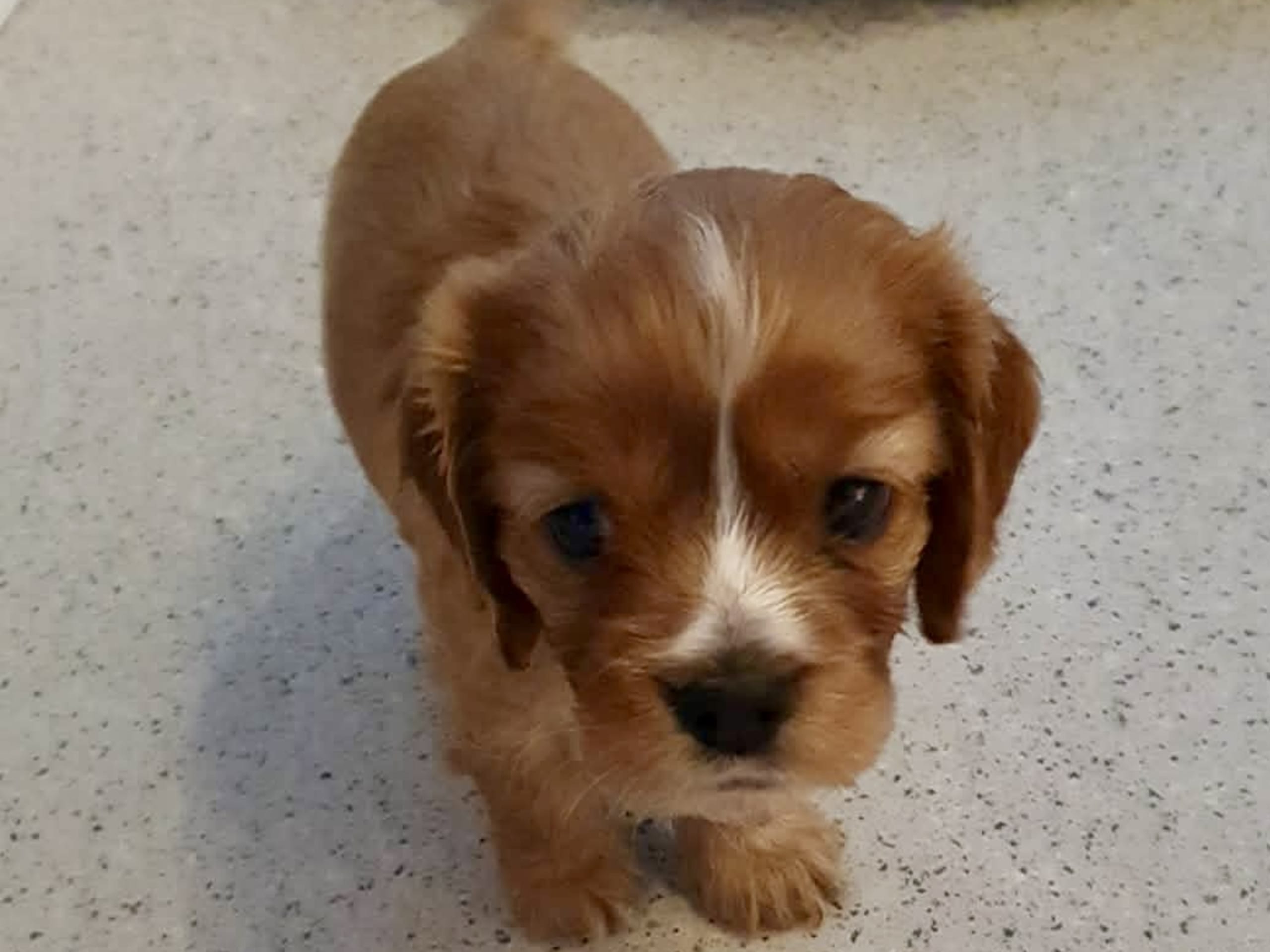 Cockalier · 2026-01-17 · Jät · Angelica S.