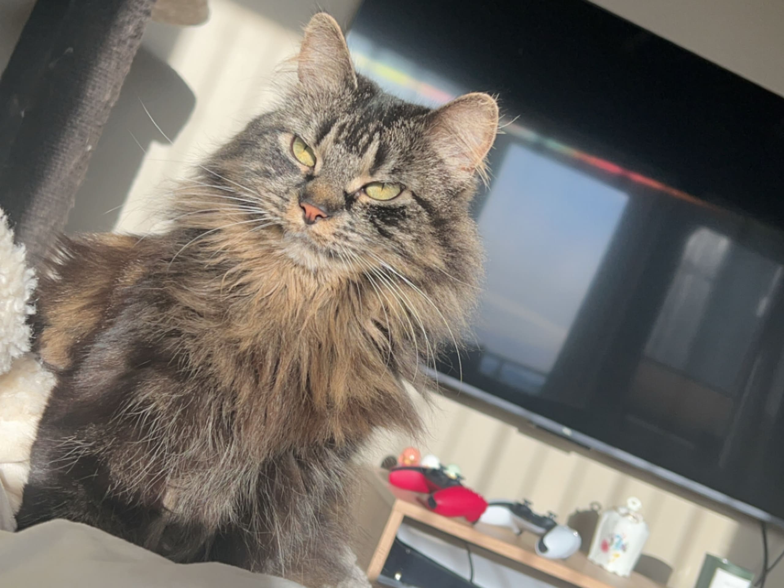 Norwegian Forest · 2021-10-10 · Stjørdal · Emilie H.