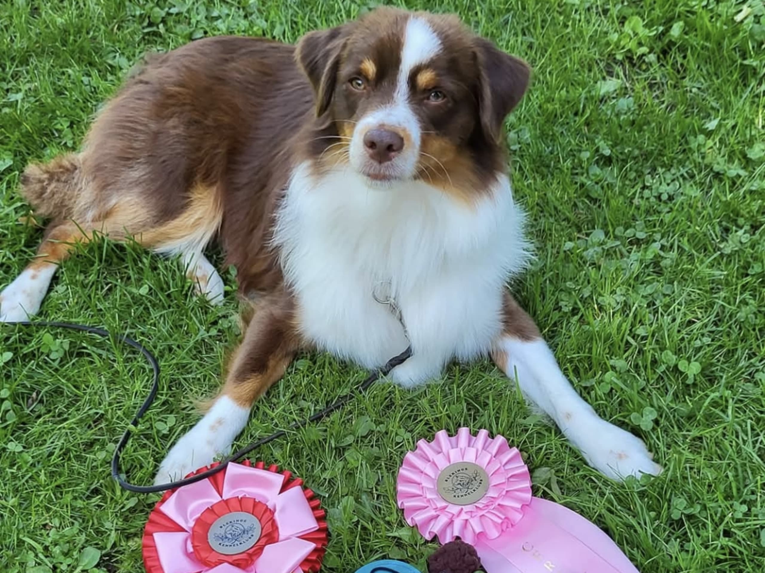 Miniature American Shepherd · 2026-01-14 · Lövestad · Emma N.